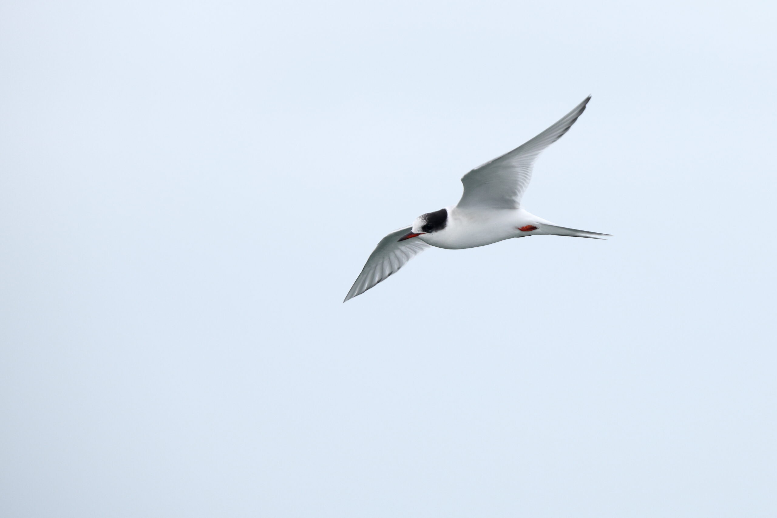 Arctic Tern. Isle of Man, October 2023 © Neil G Morris.
