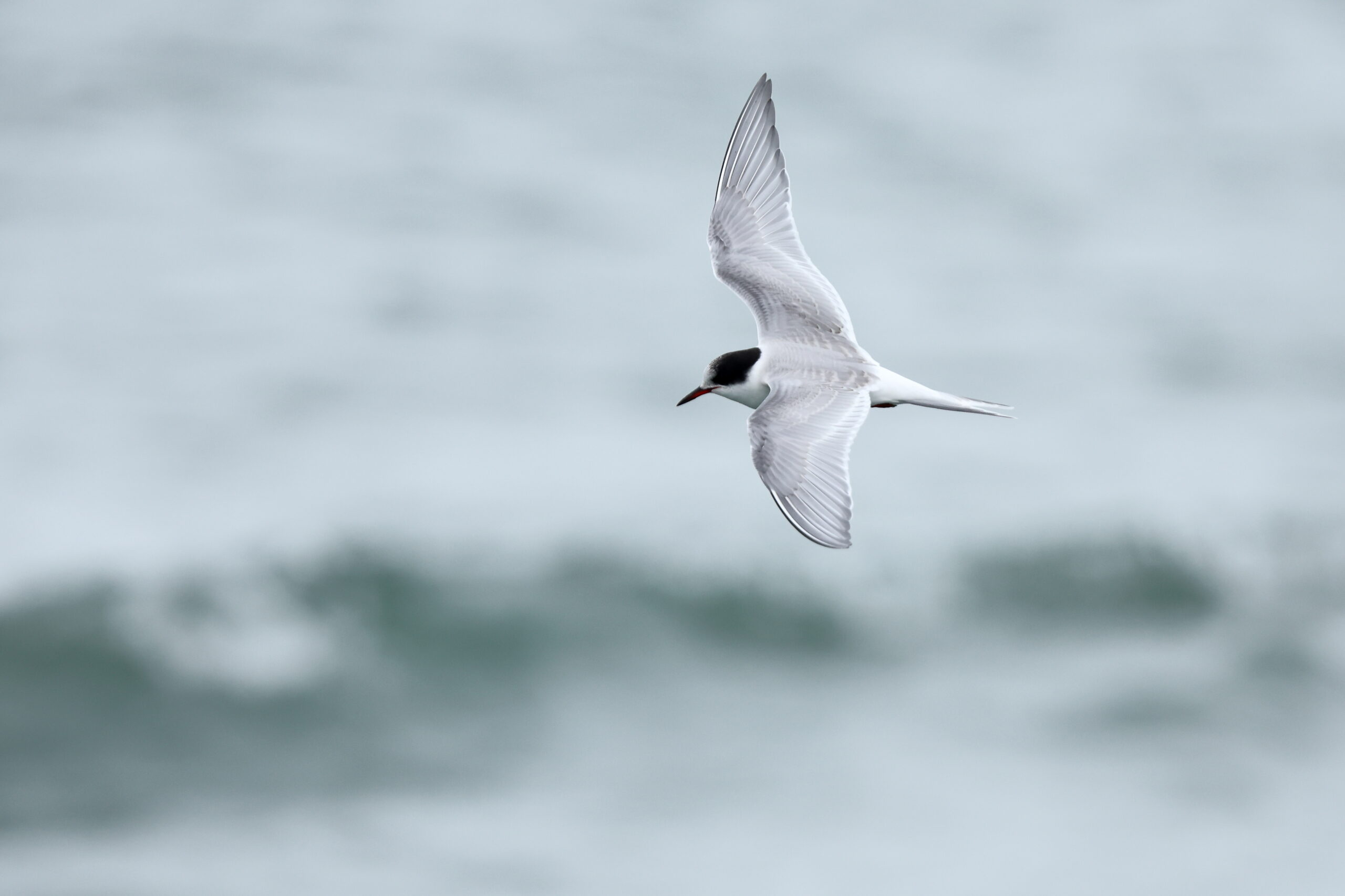 Arctic Tern. Isle of Man, October 2023 © Neil G Morris.