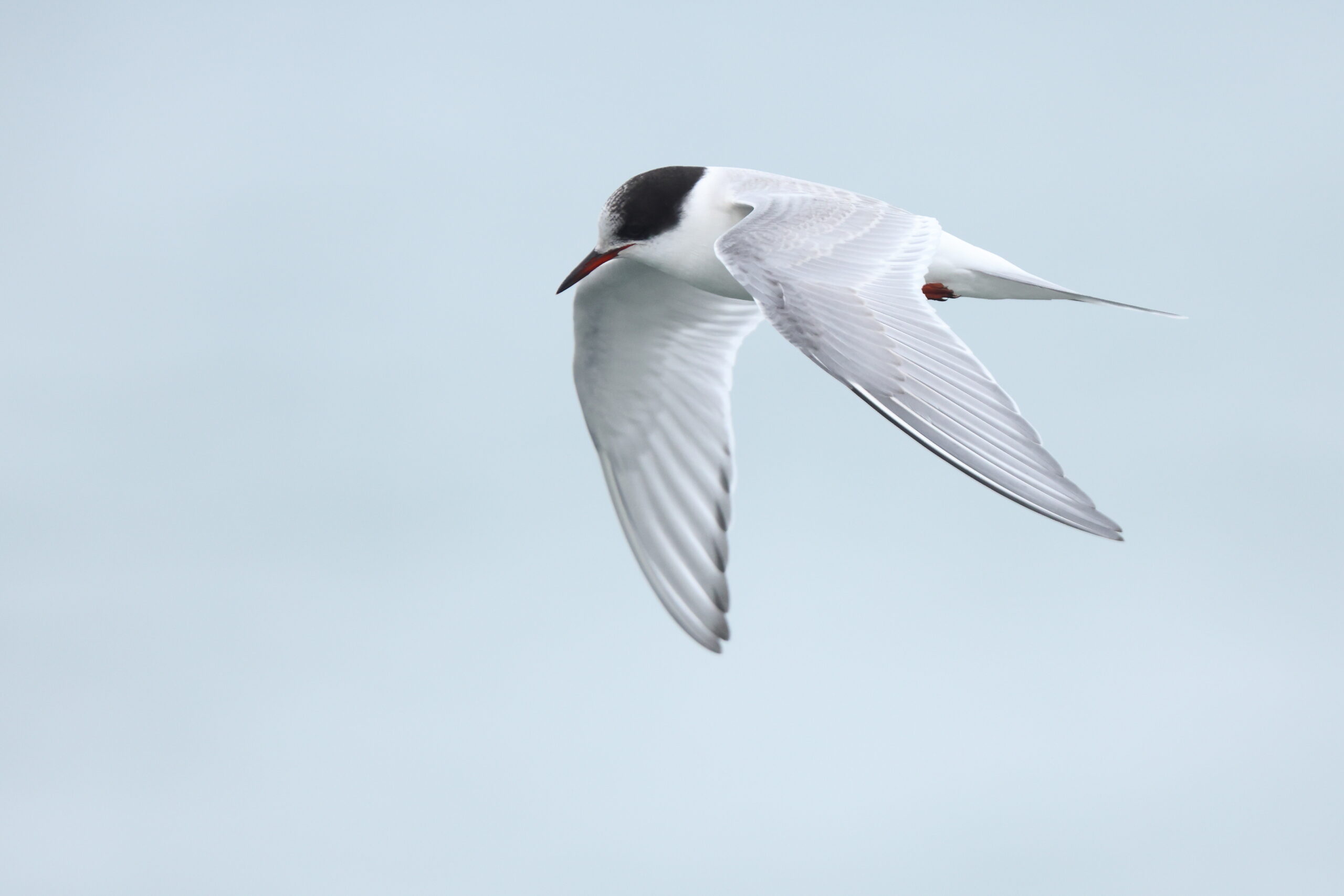 Arctic Tern. Isle of Man, October 2023 © Neil G Morris.