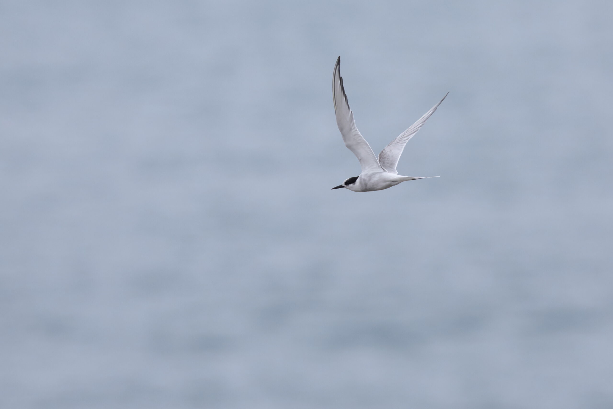 Arctic Tern. Isle of Man, July 2024 © Neil G Morris.