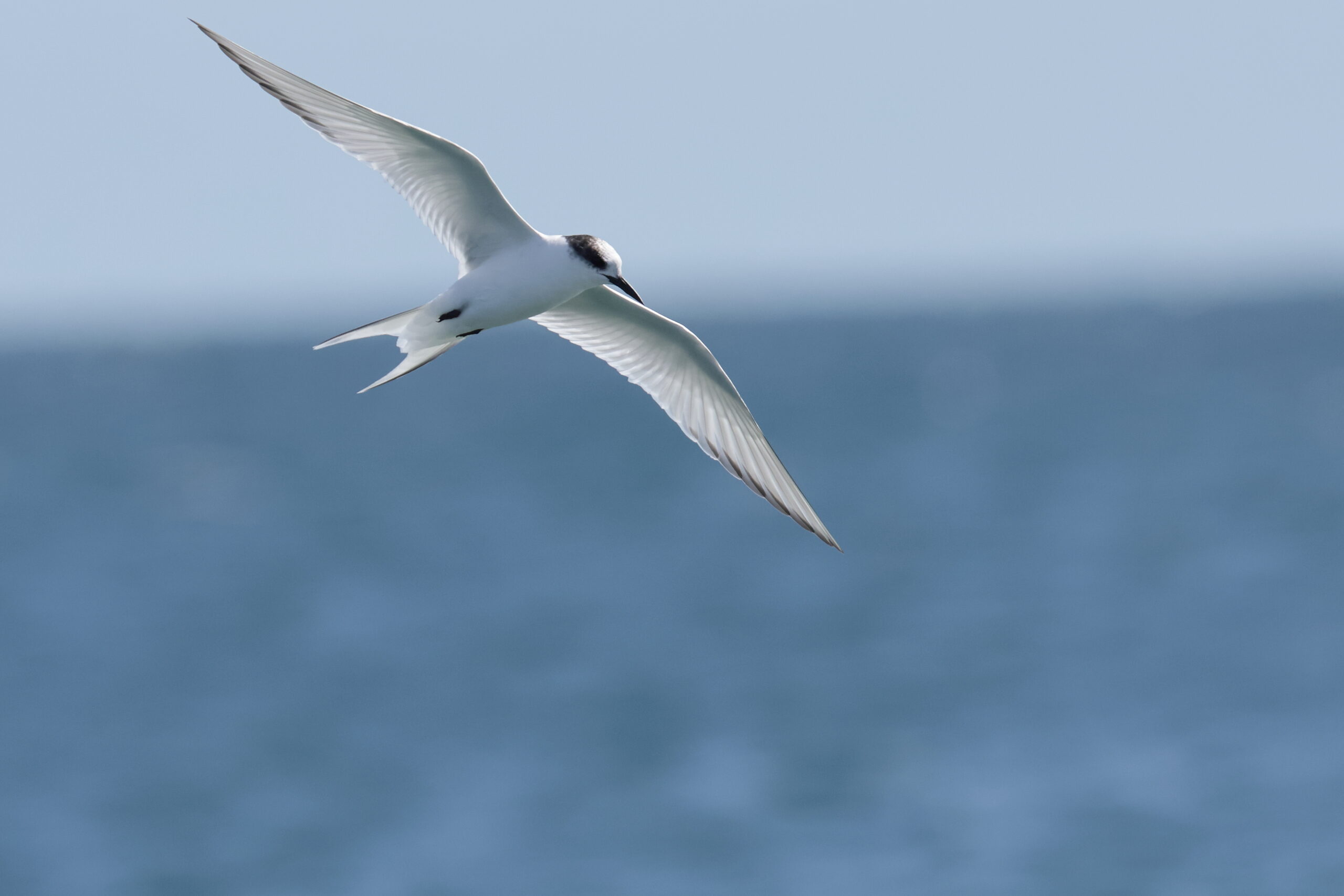 Sandwich Tern. Isle of Man, July 2024 © Neil G Morris.