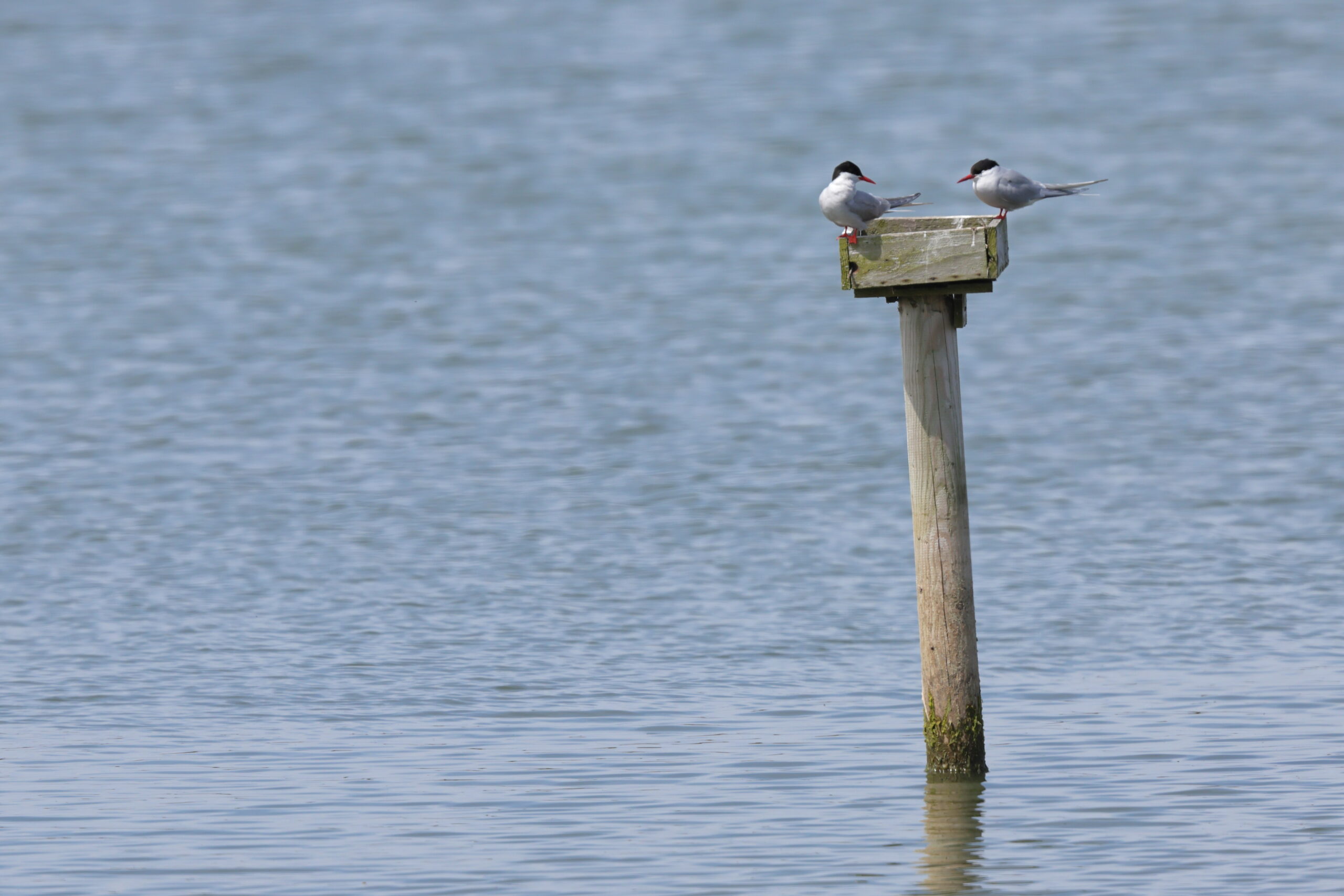 Arctic Tern. Isle of Man, July 2024 © Neil G Morris.