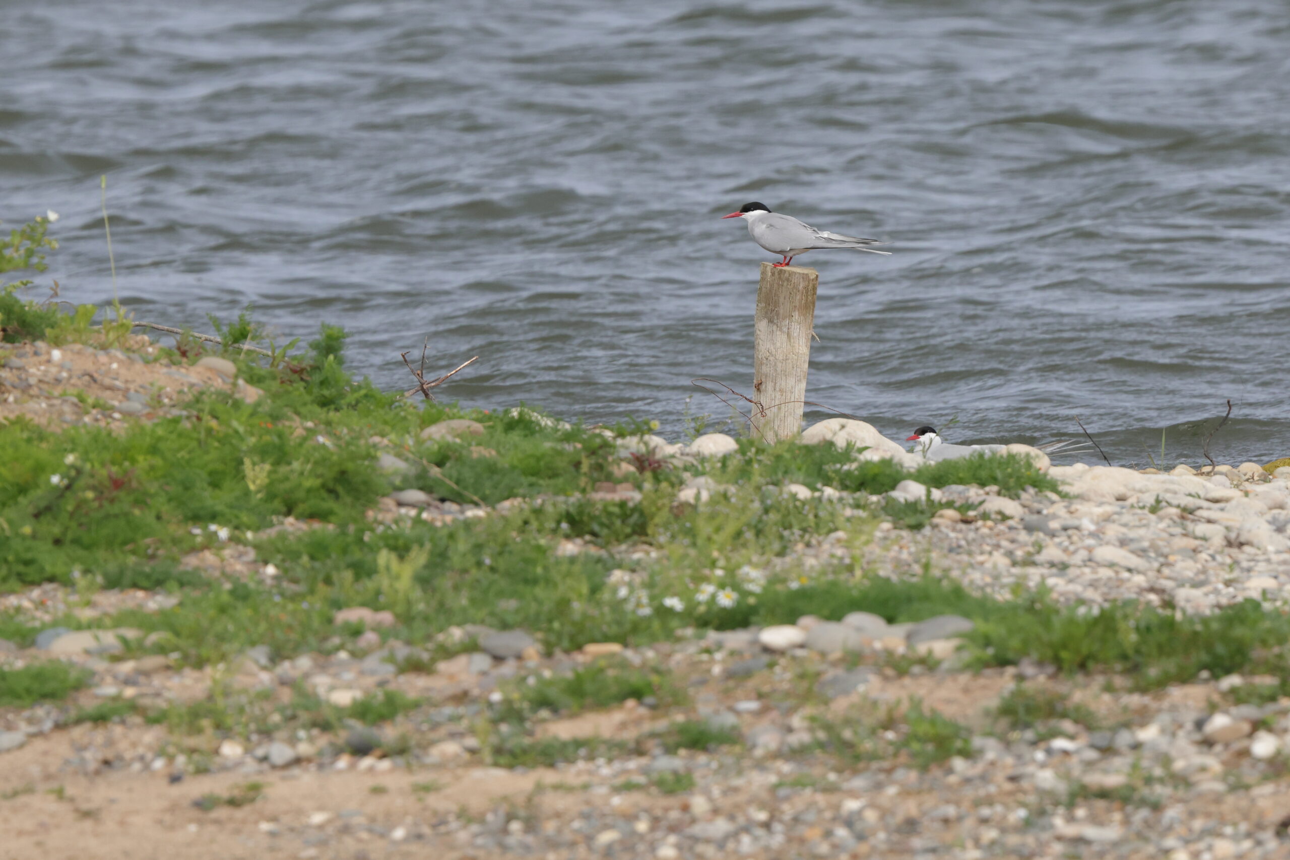 Arctic Tern. Isle of Man, June 2023 © Neil G Morris.