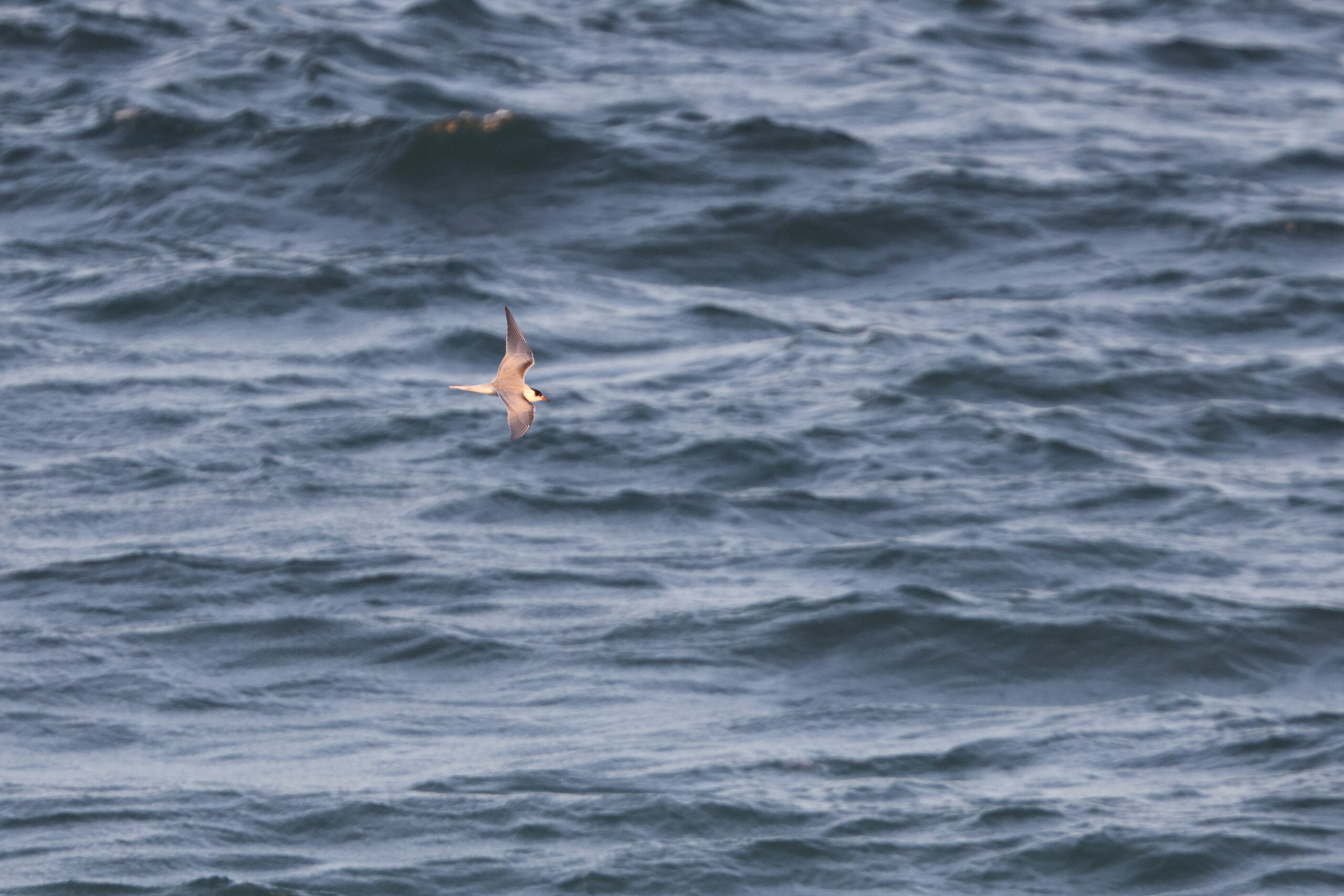 Common Tern. Isle of Man, October 2024 © Neil G Morris.