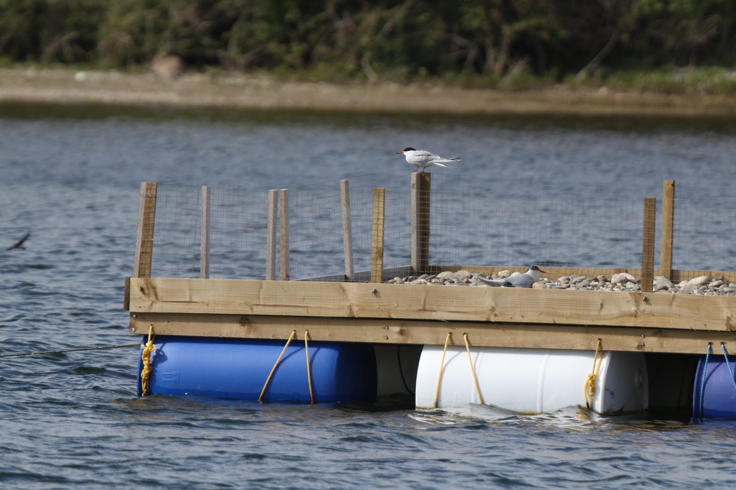 Common Tern. Isle of Man, May 2022 © Neil G Morris.