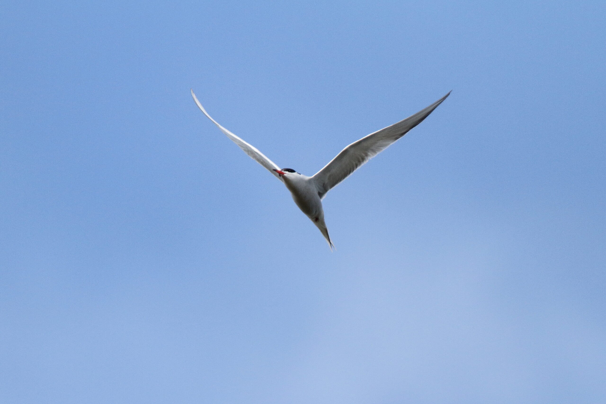 Common Tern. Isle of Man, June 2022 © Neil G Morris.