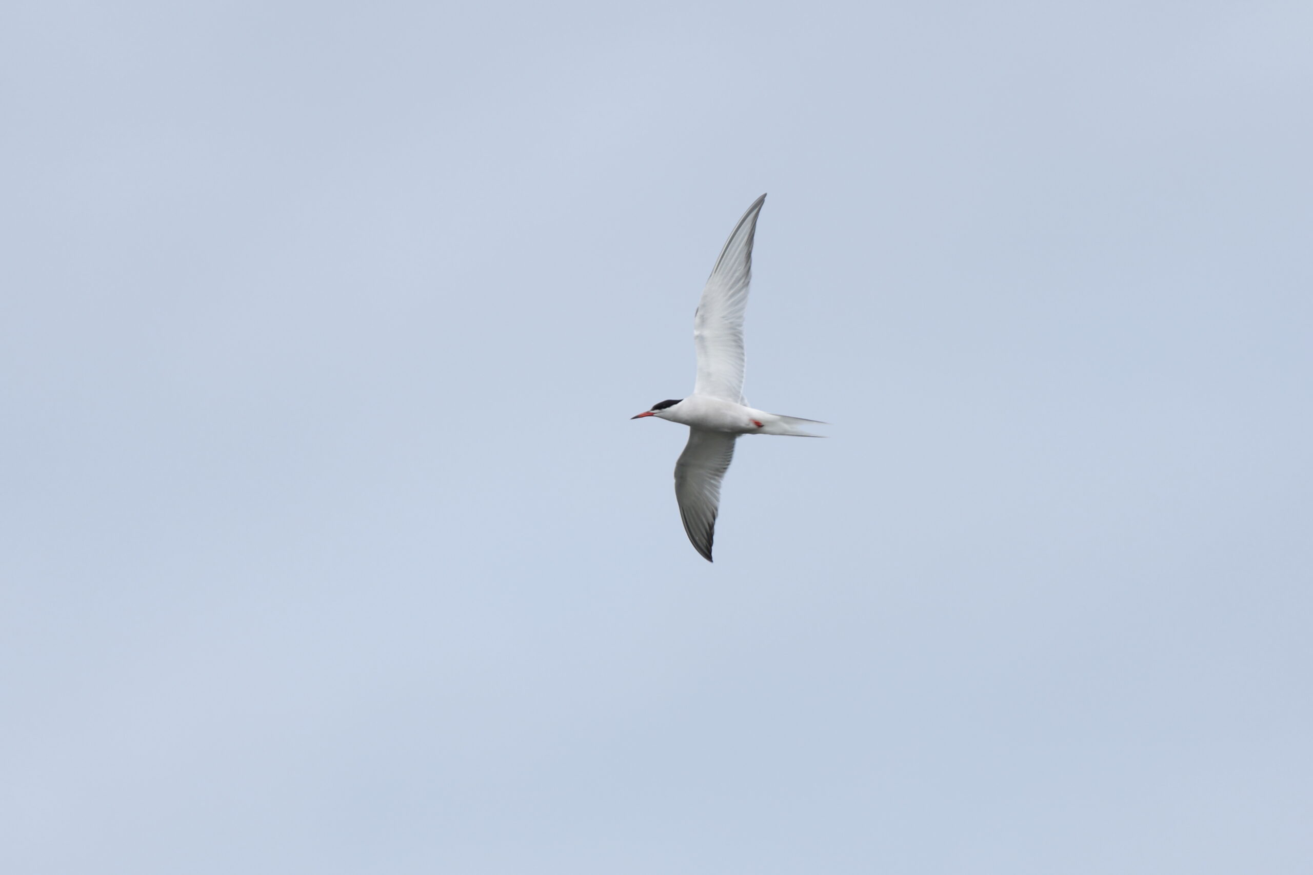 Common Tern. Isle of Man, June 2022 © Neil G Morris.