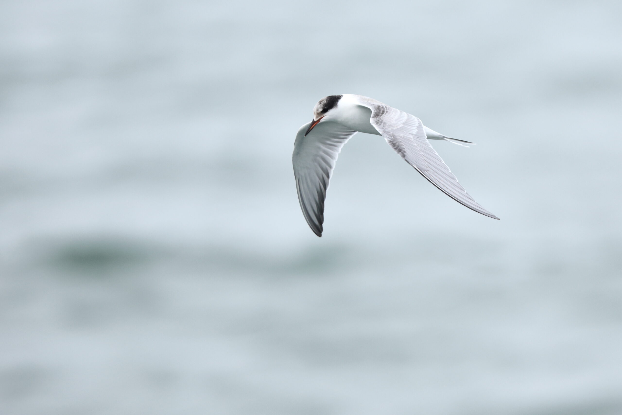 Common Tern. Isle of Man, October 2023 © Neil G Morris.
