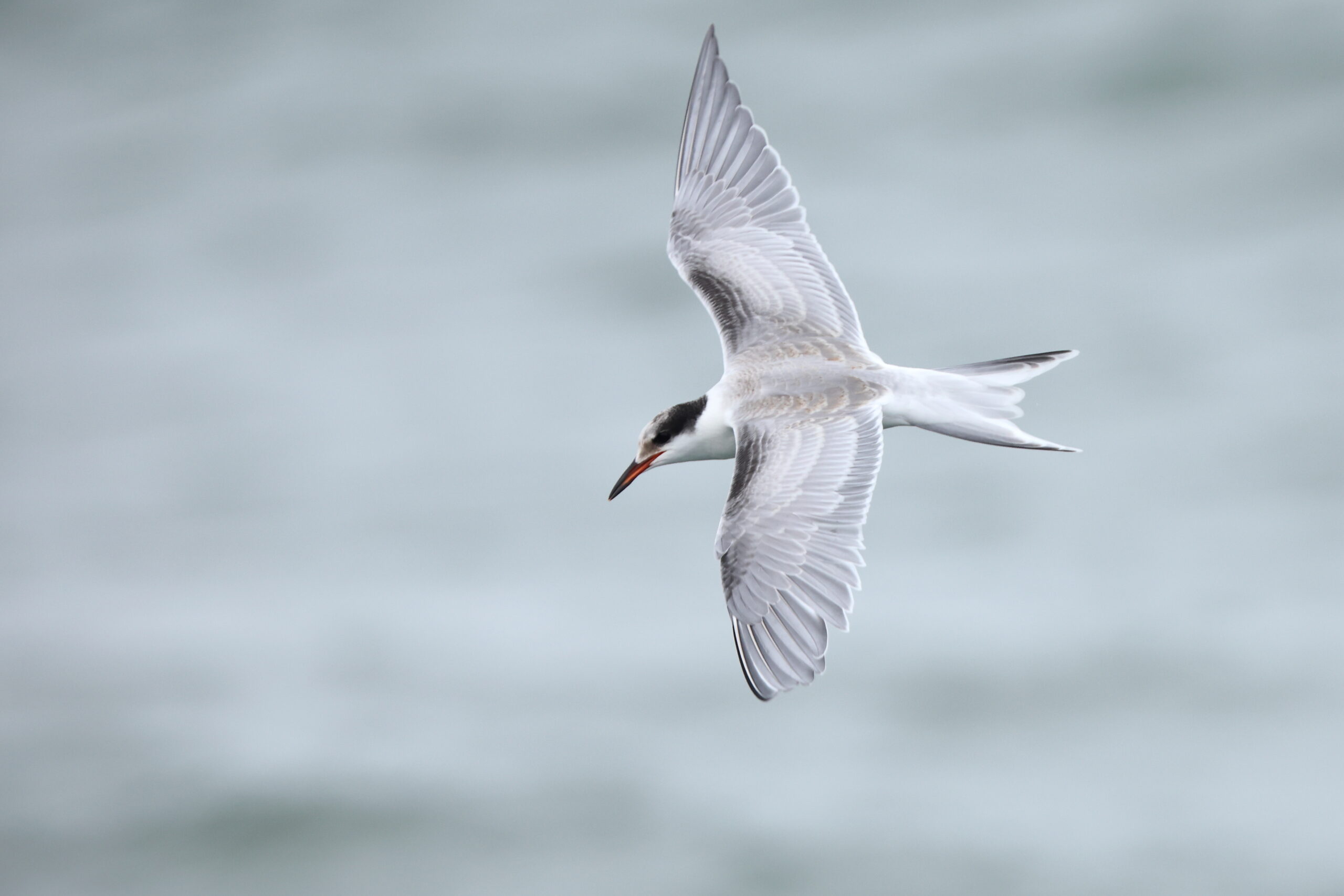 Common Tern. Isle of Man, October 2023 © Neil G Morris.