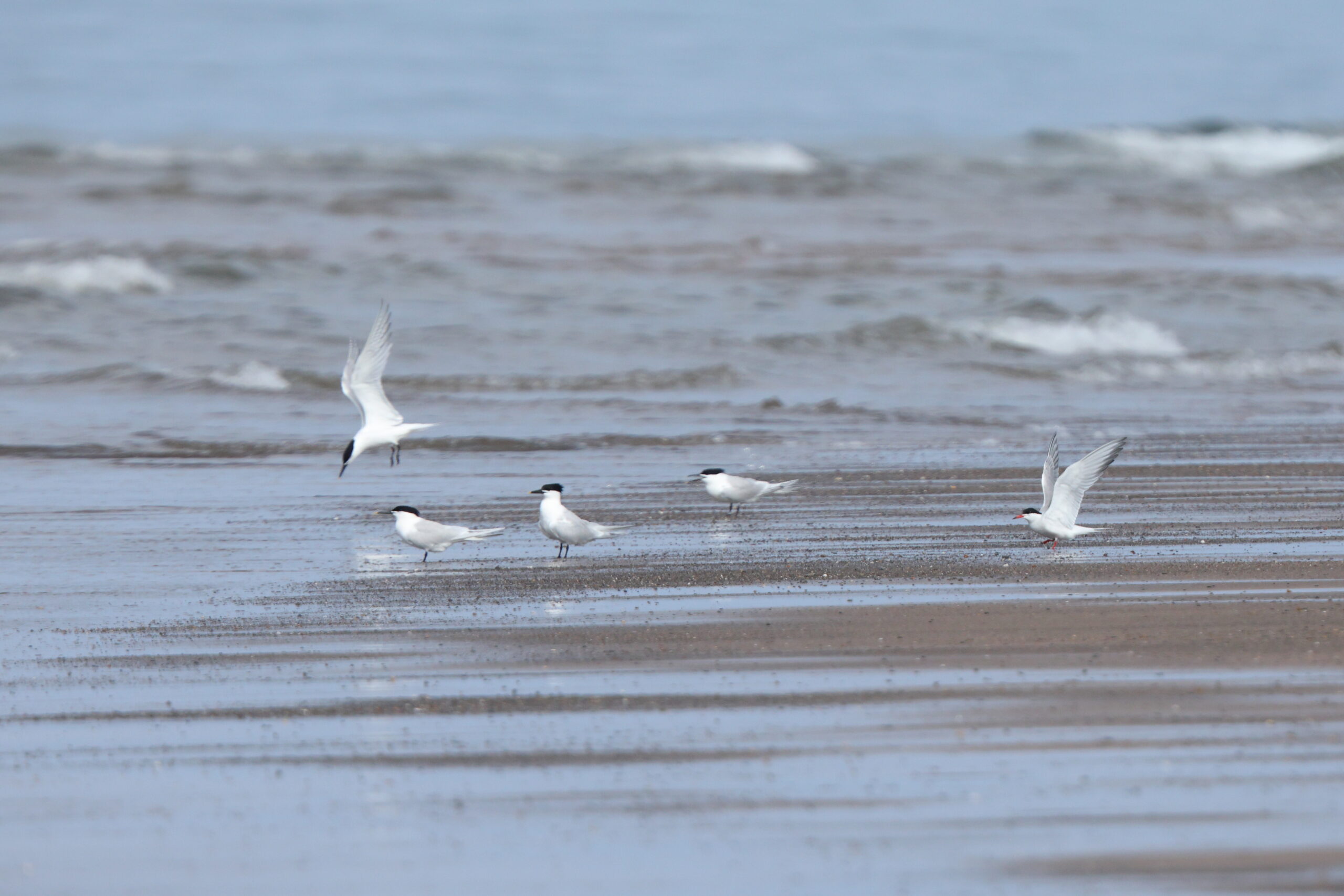 Common Tern. Isle of Man, May 2024 © Neil G Morris.