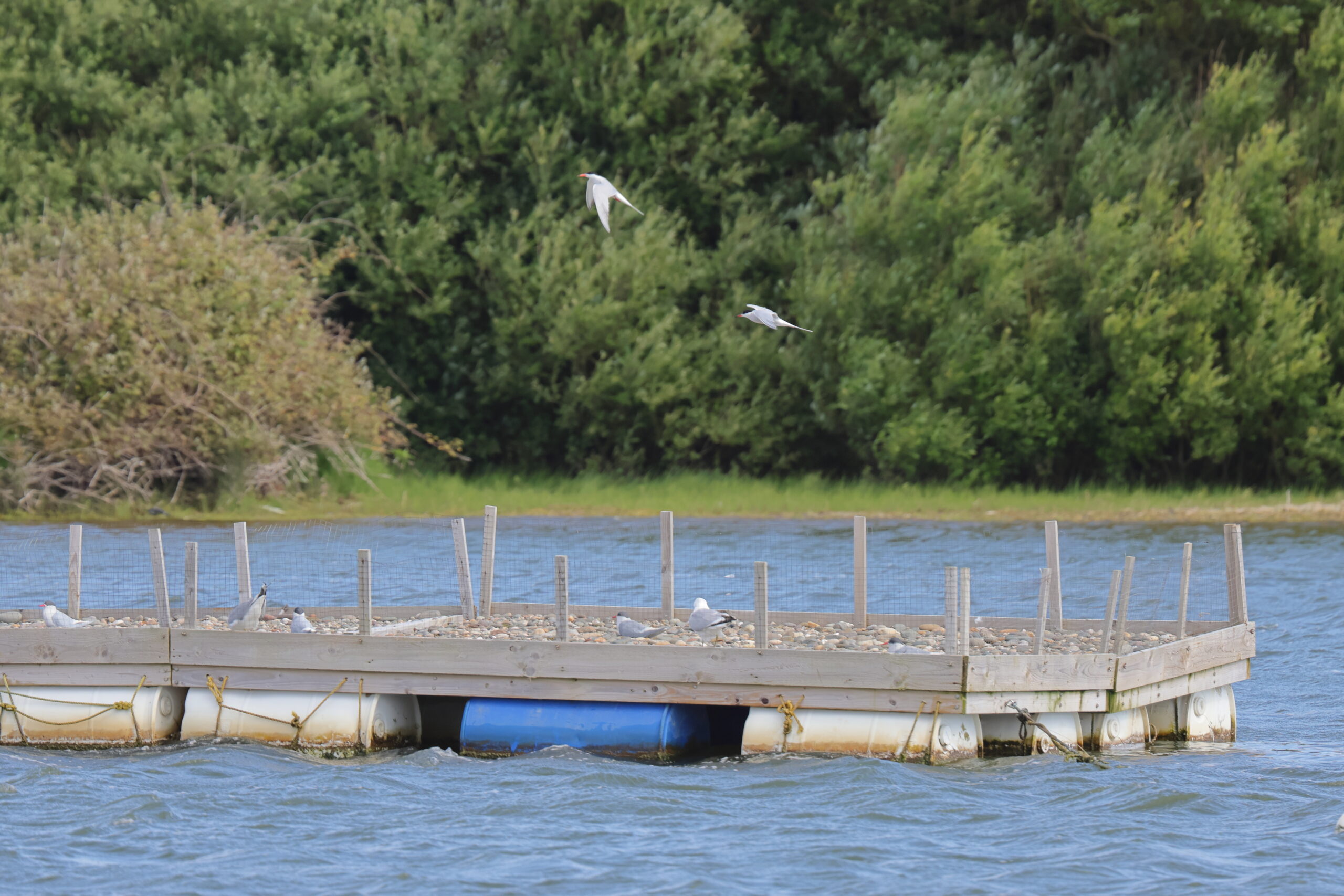 Common Tern. Isle of Man, June 2024 © Neil G Morris.