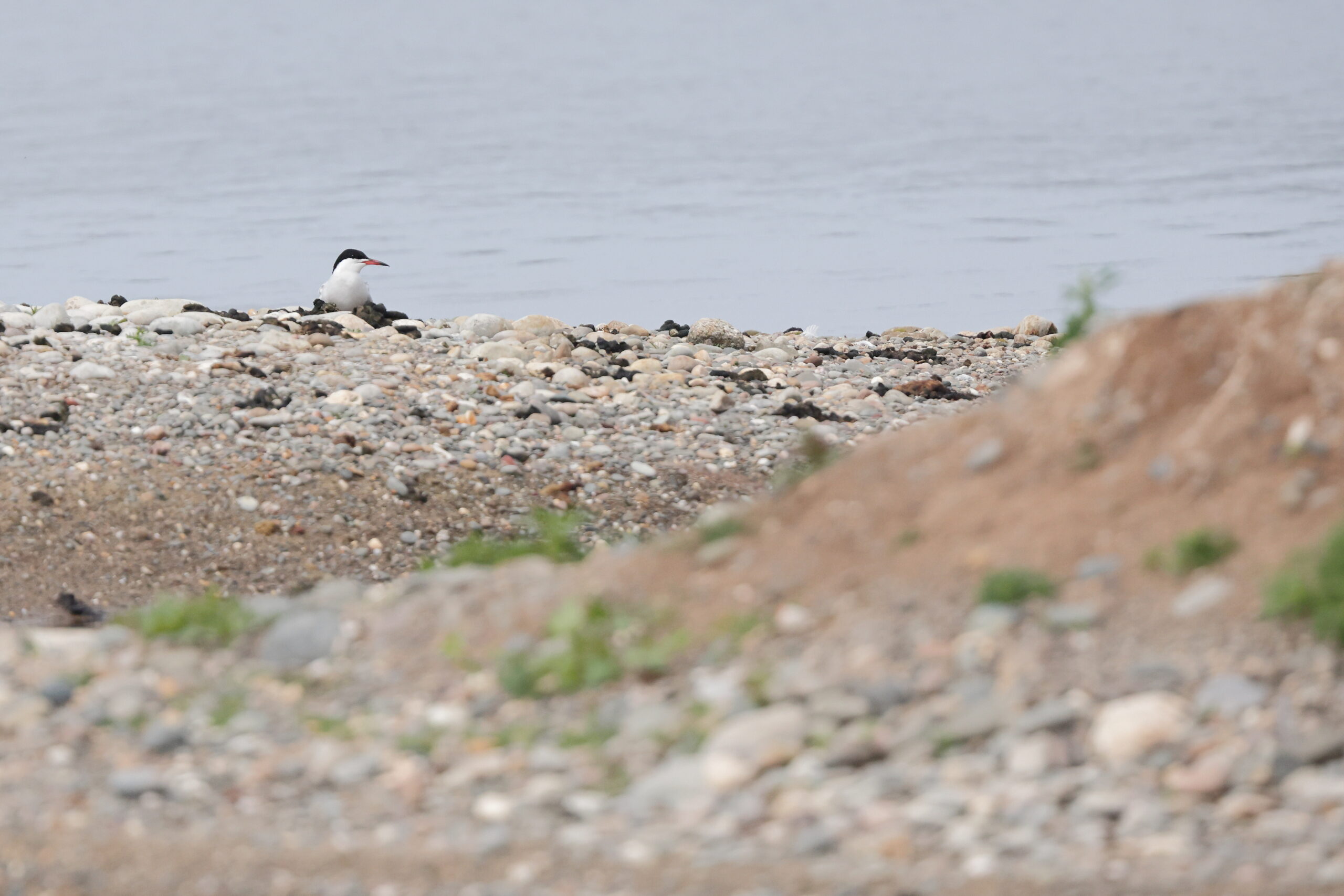 Common Tern. Isle of Man, June 2023 © Neil G Morris.