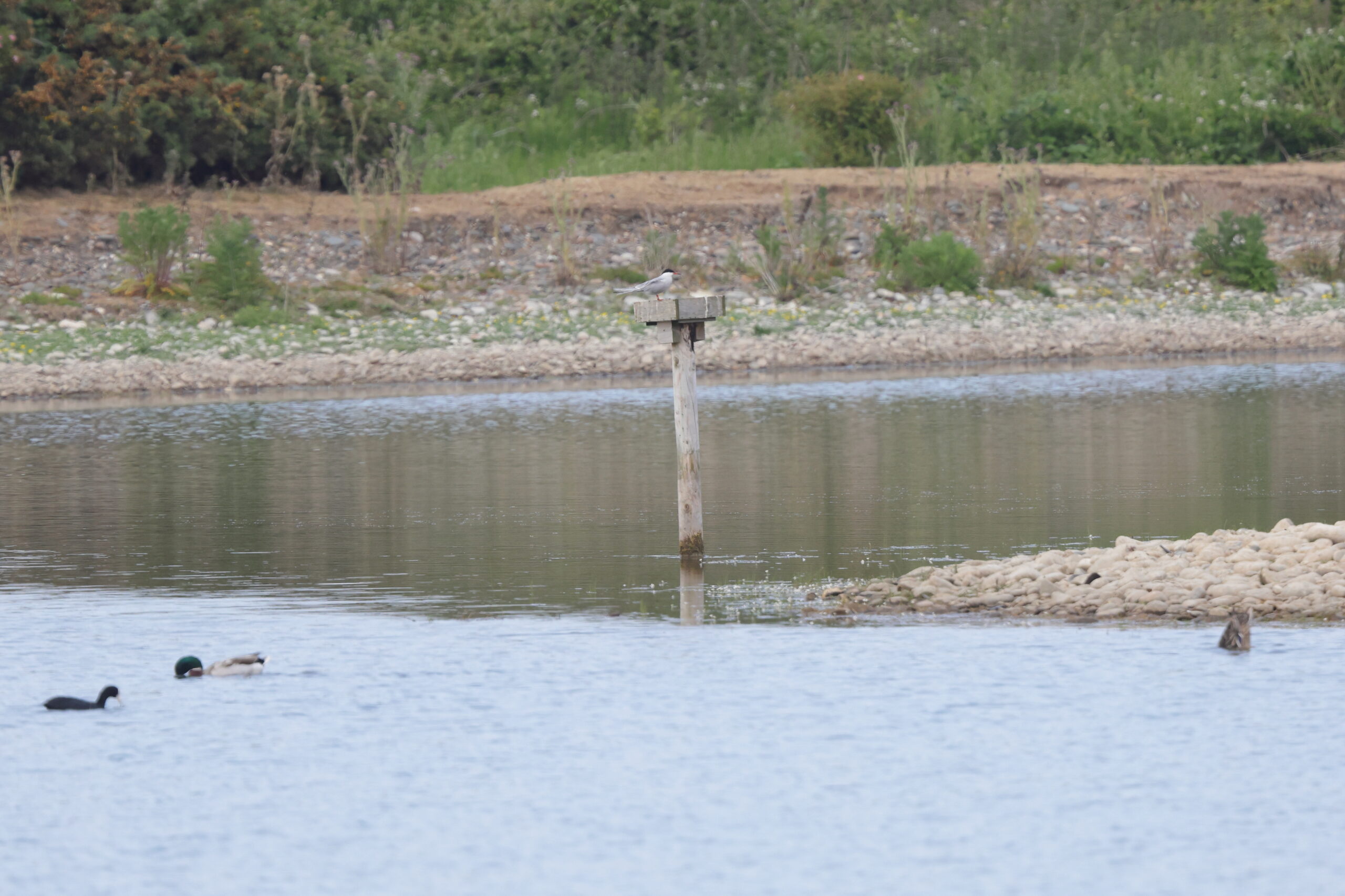 Common Tern. Isle of Man, June 2023 © Neil G Morris.