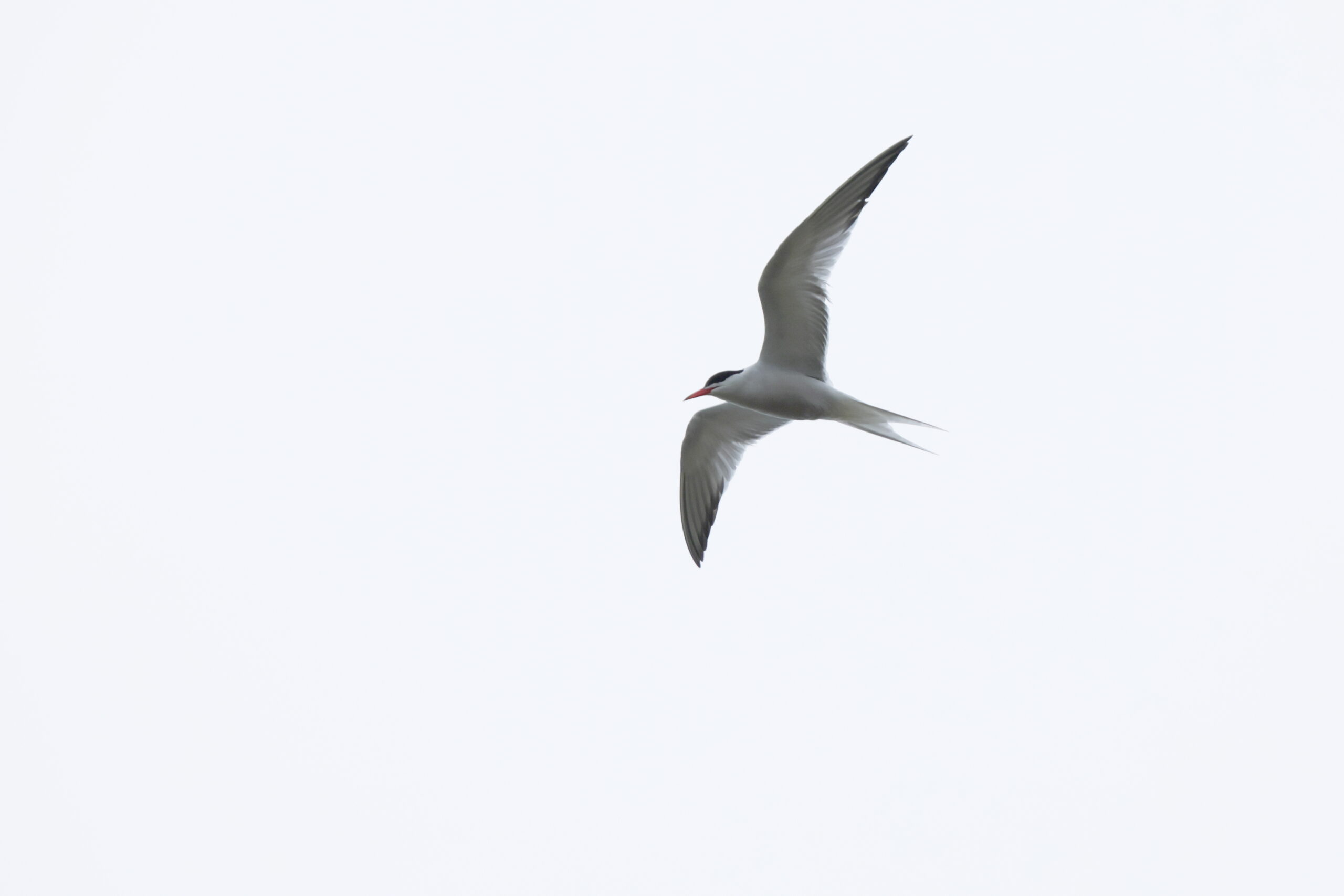 Common Tern. Isle of Man, July 2024 © Neil G Morris.