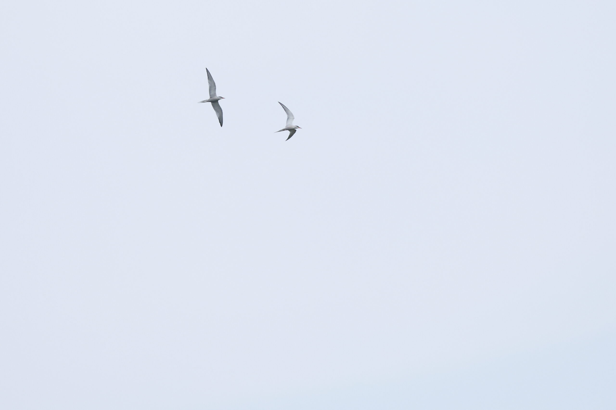 Common Tern. Isle of Man, June 2023 © Neil G Morris.