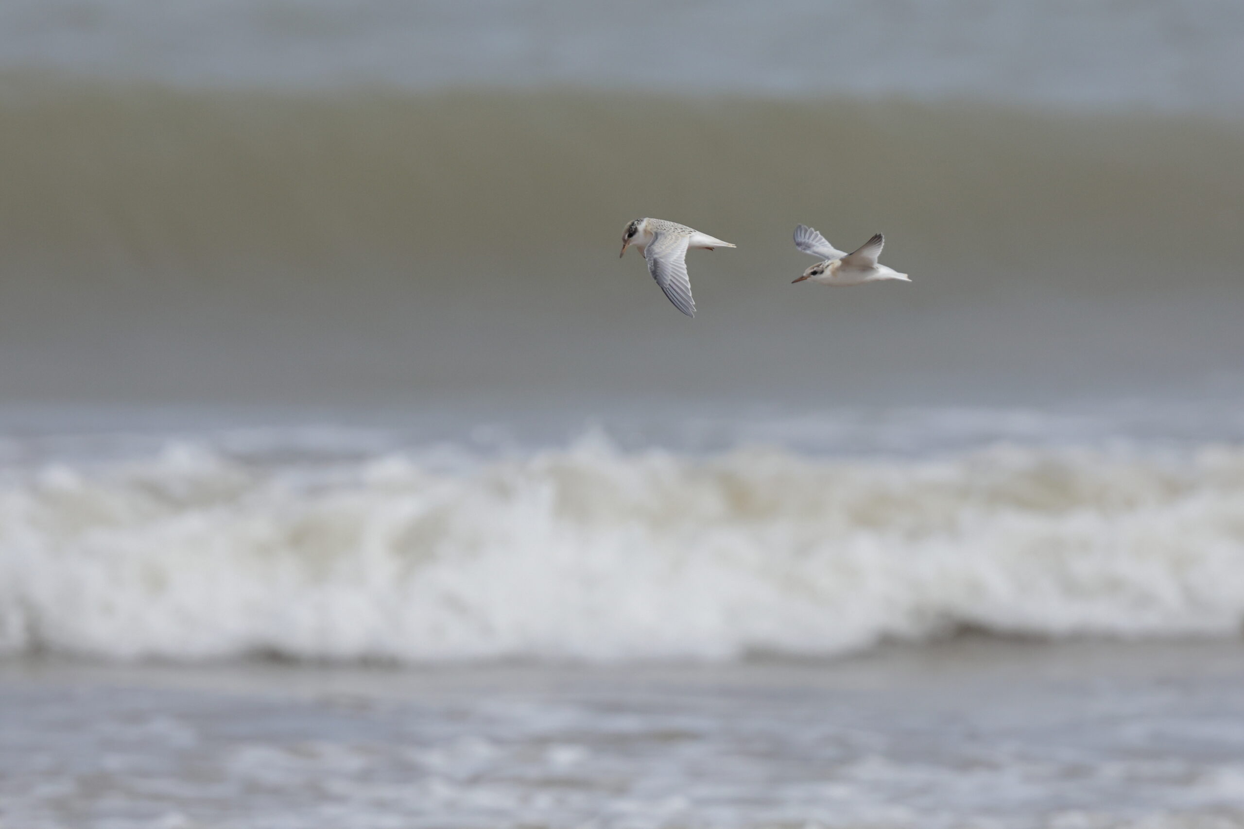 Little Tern. Isle of Man, July 2023 © Neil G Morris.