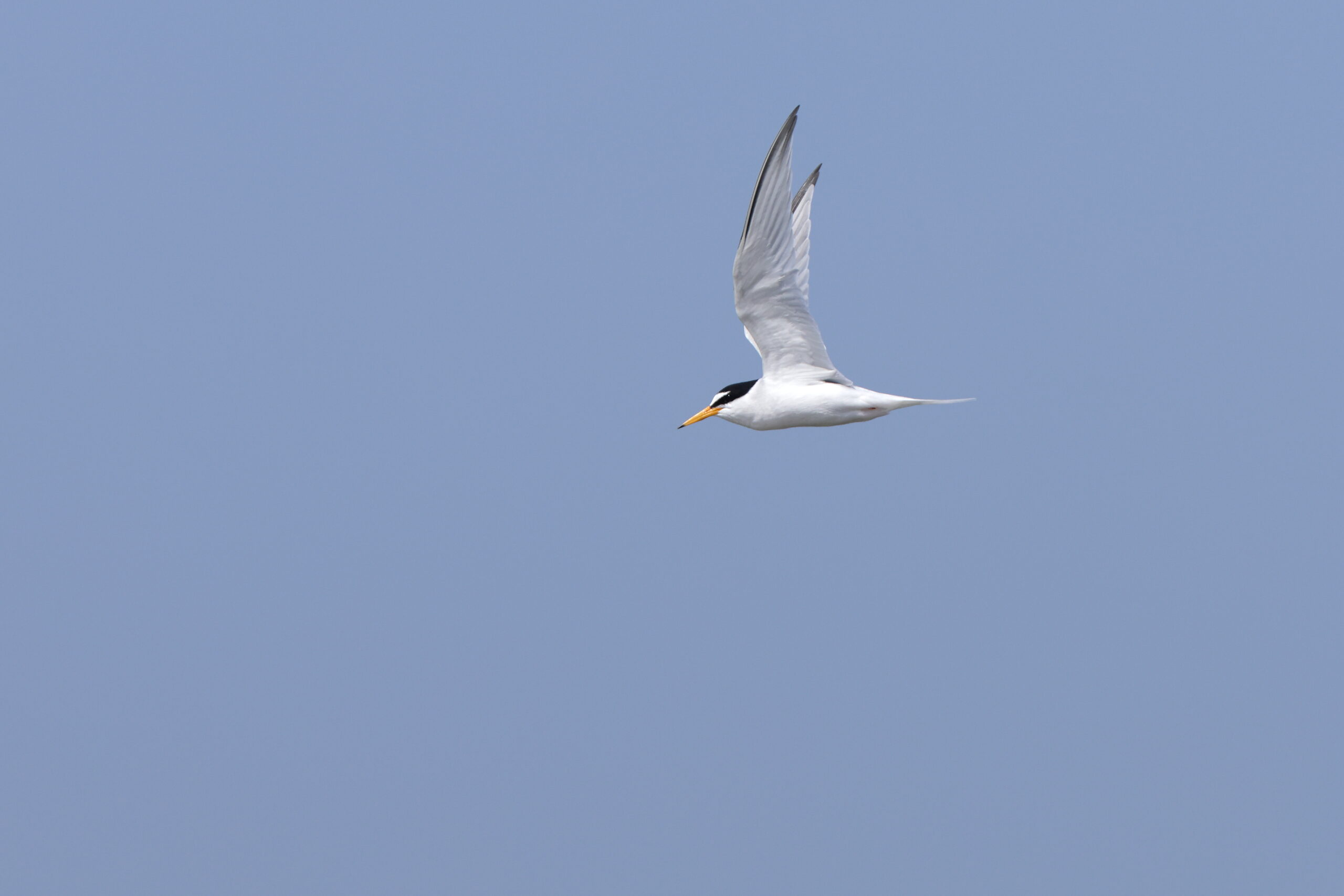 Little Tern. Isle of Man, May 2024 © Neil G Morris.