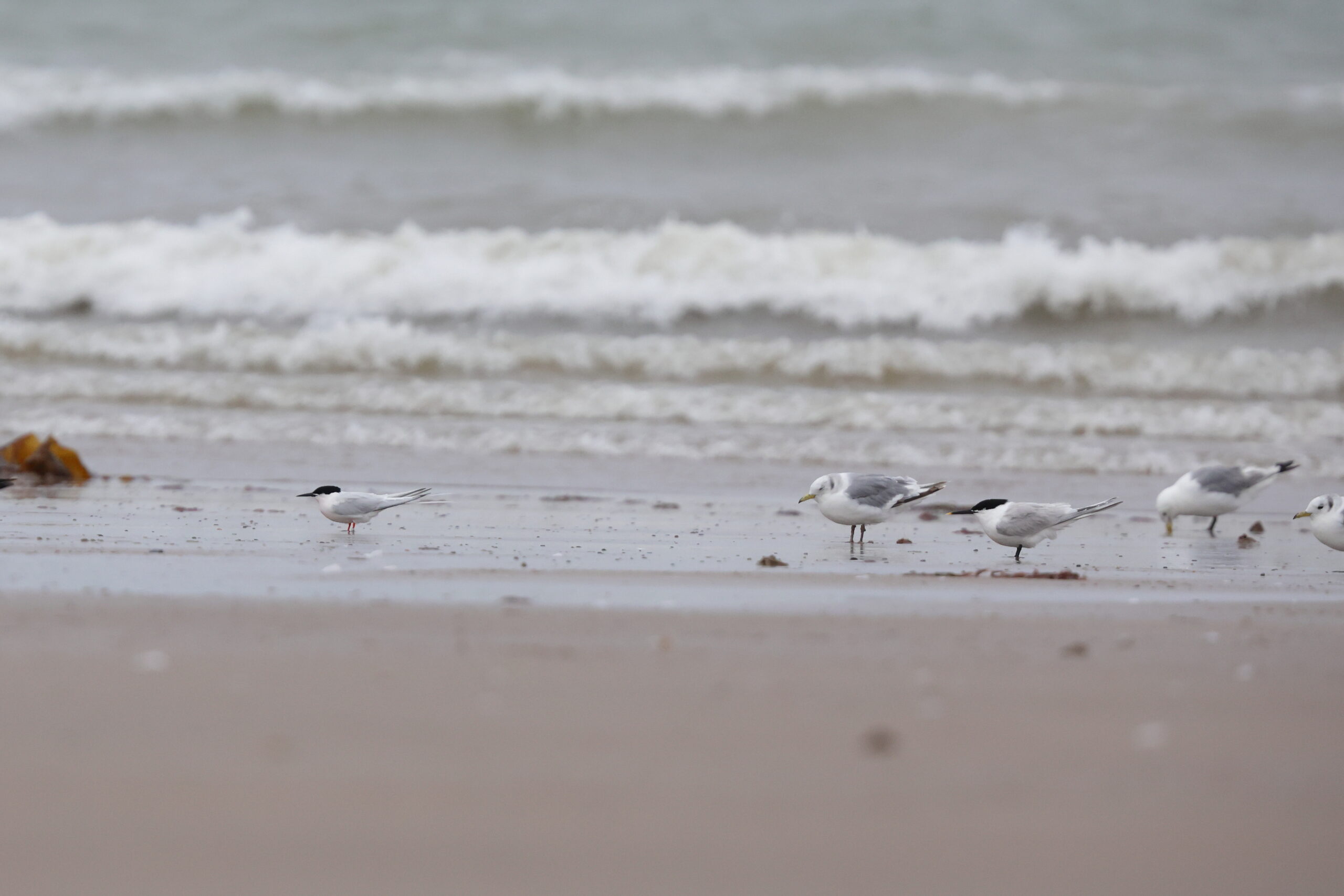 Roseate Tern. Isle of Man, June 2023 © Neil G Morris.