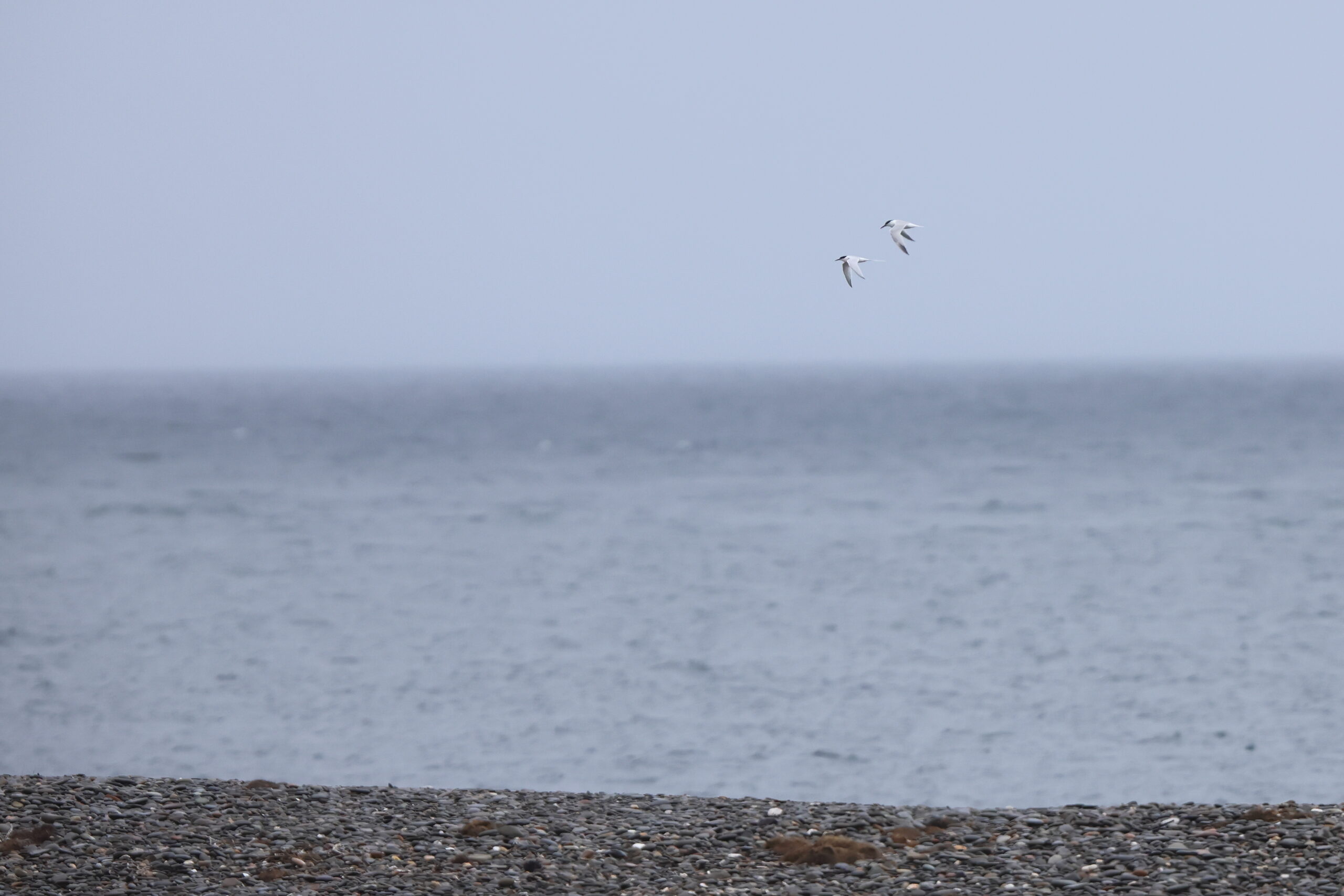 Roseate Tern. Isle of Man, June 2023 © Neil G Morris.