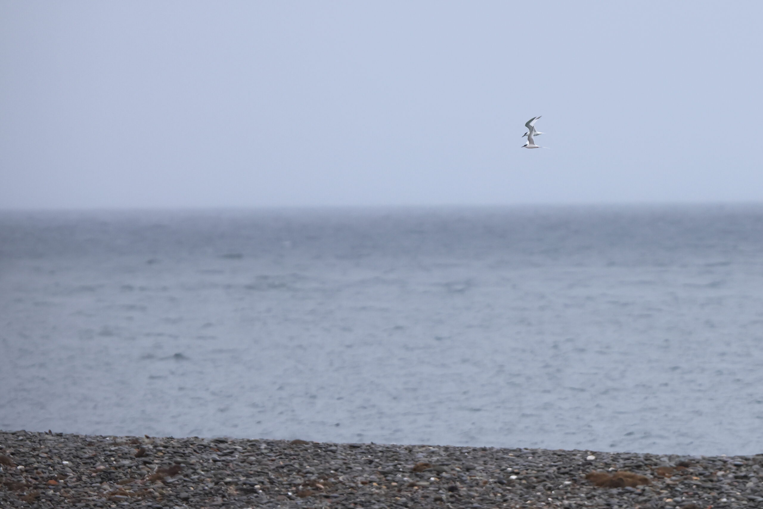 Roseate Tern. Isle of Man, June 2023 © Neil G Morris.