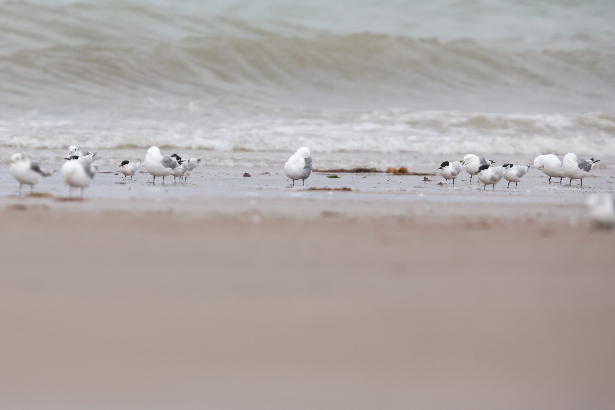 Roseate Tern. Isle of Man, June 2023 © Neil G Morris.
