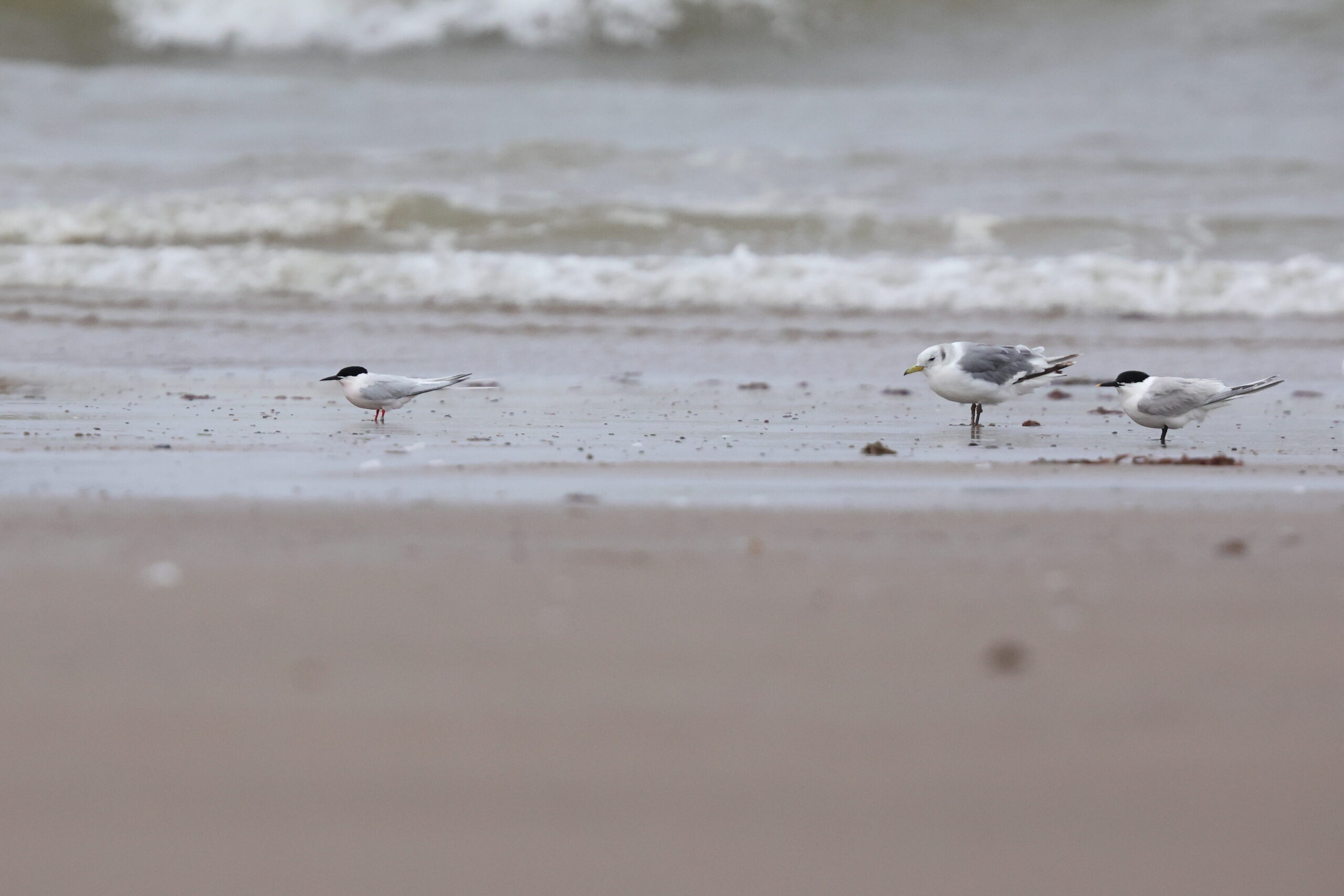 Roseate Tern. Isle of Man, June 2023 © Neil G Morris.