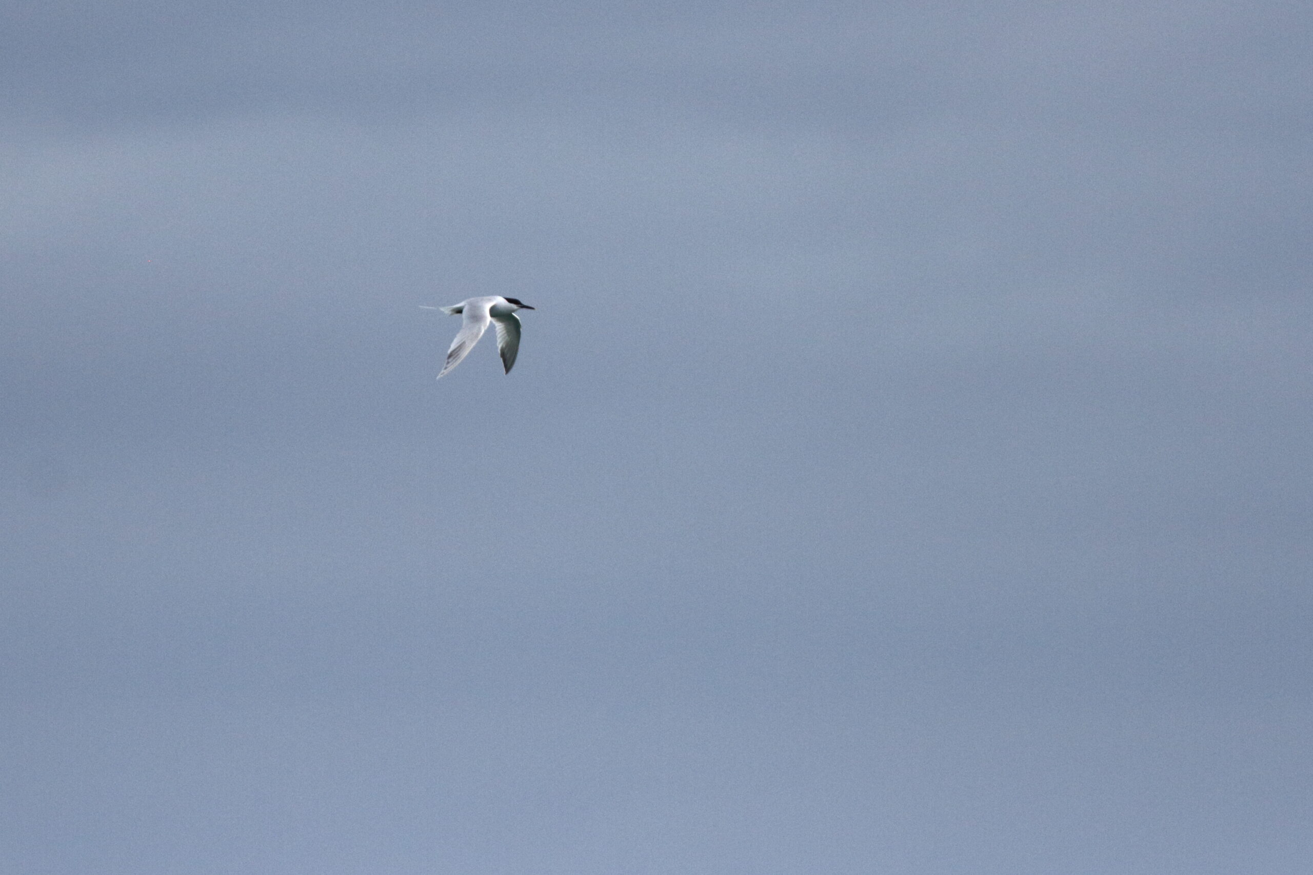 Sandwich Tern. Isle of Man, March 2019 © Neil G. Morris.