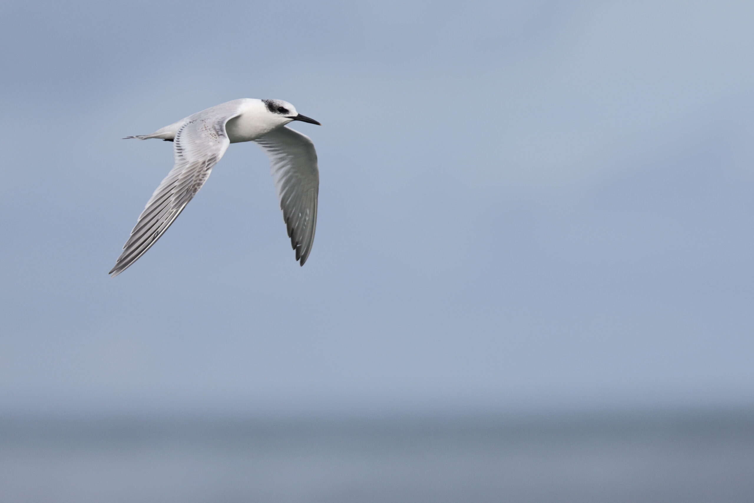 Sandwich Tern. Isle of Man, November 2023 © Neil G Morris.