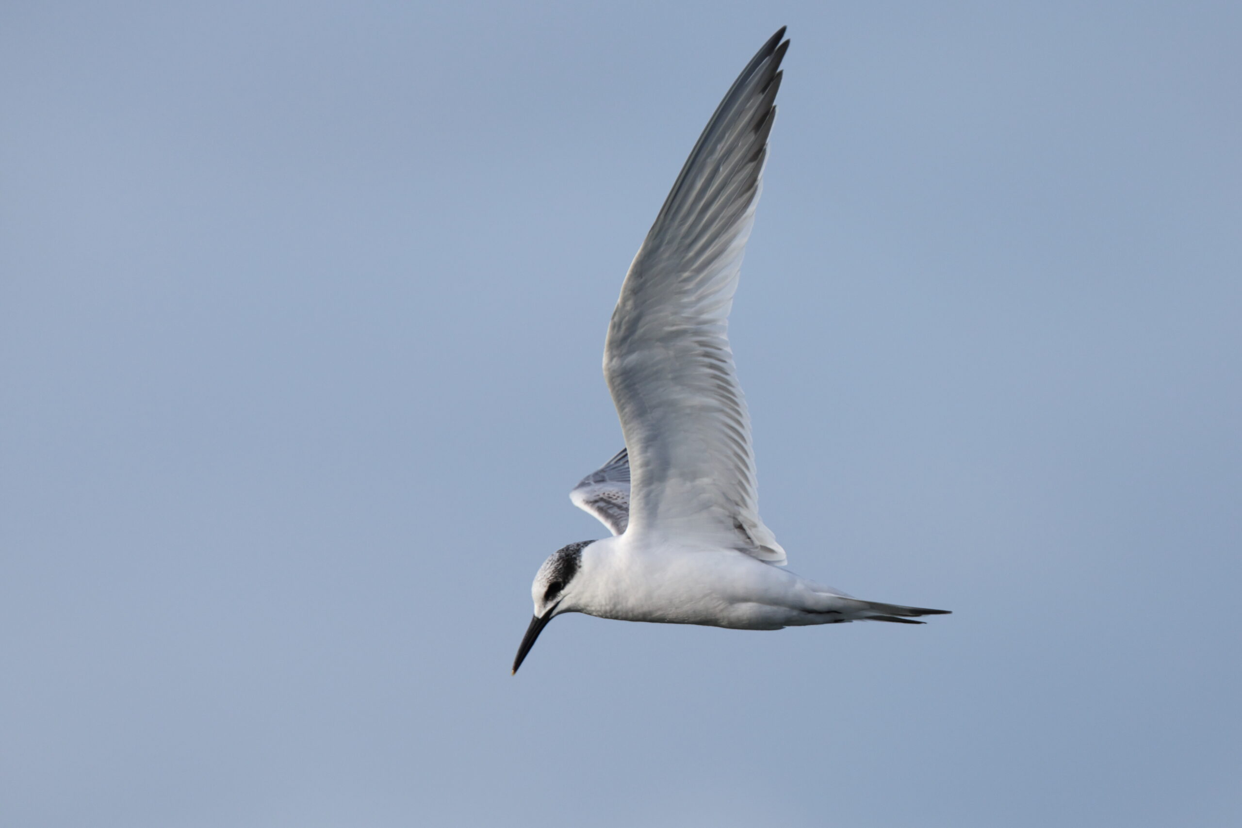 Sandwich Tern. Isle of Man, November 2023 © Neil G Morris.