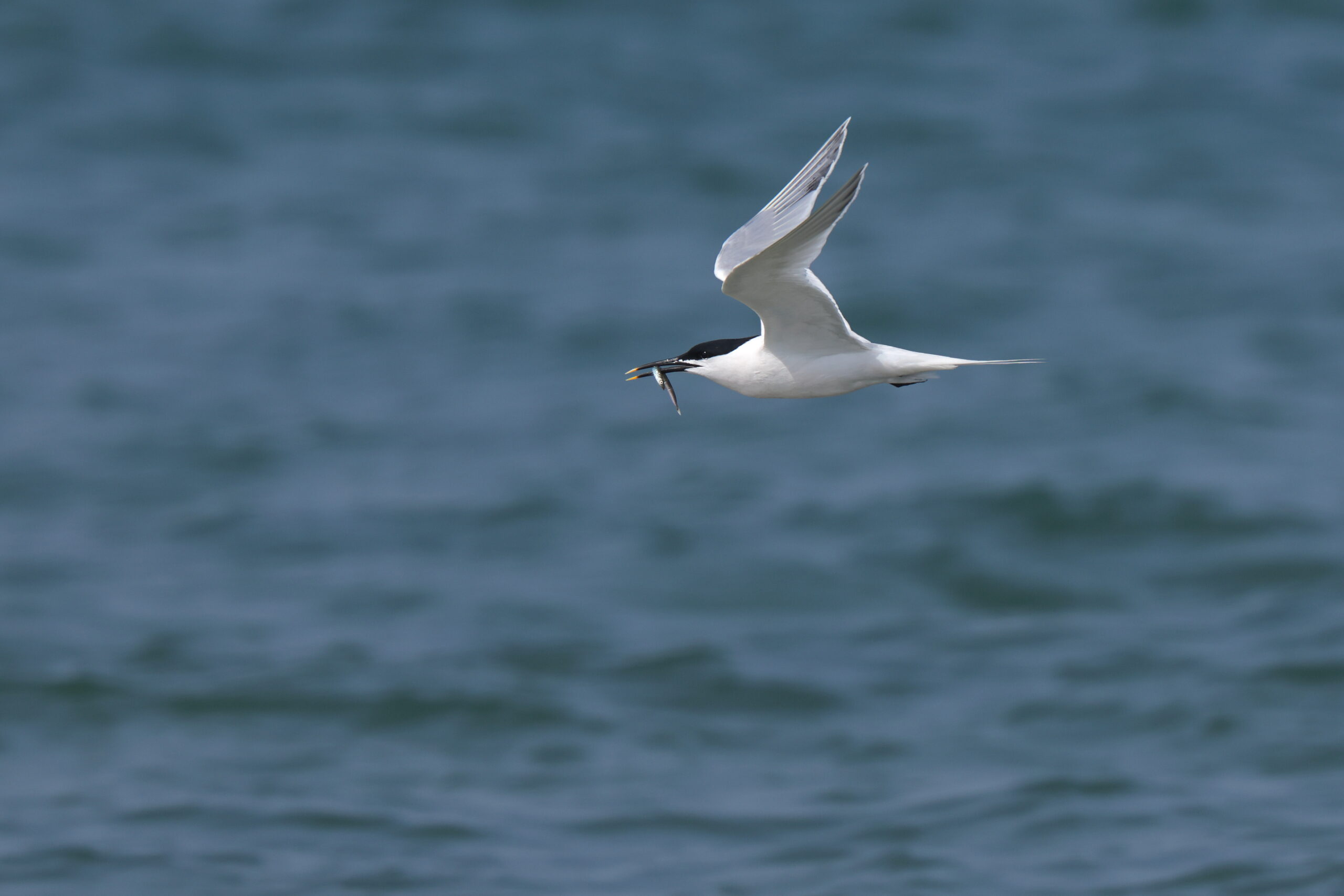 Sandwich Tern. Isle of Man, May 2024 © Neil G Morris.