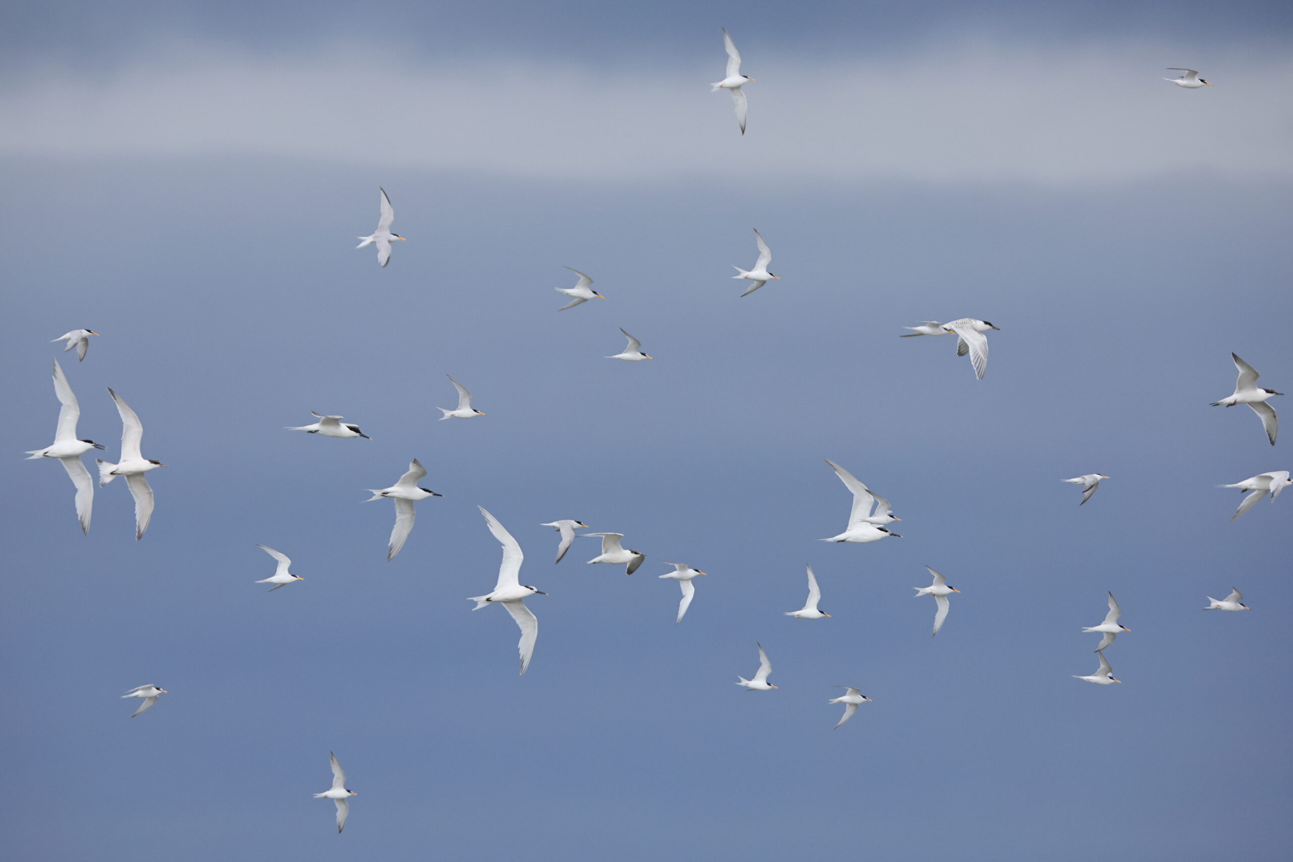 Sandwich and Little Terns. Isle of Man, July 2024 © Neil G Morris.