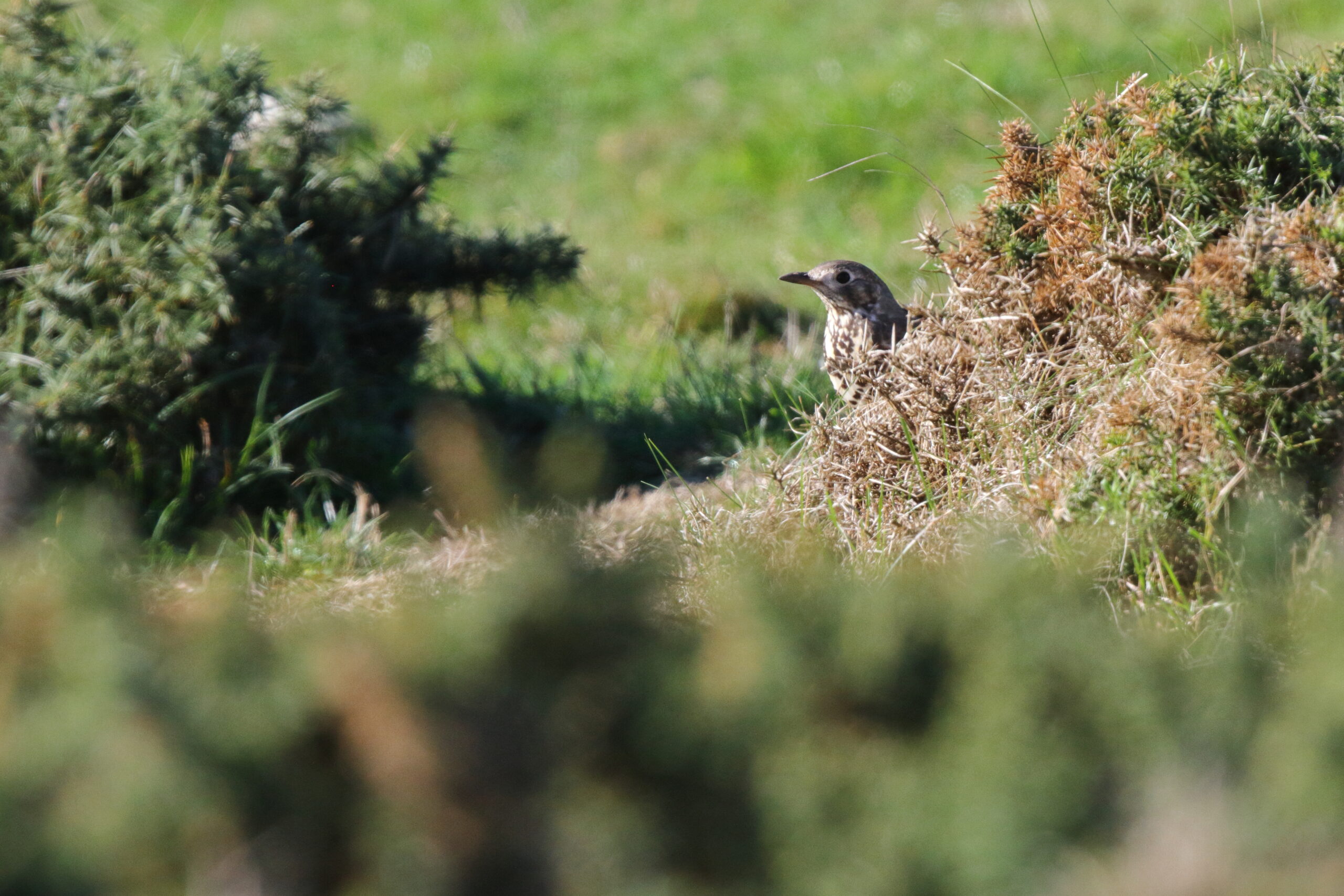 Mistle Thrush. Isle of Man, October 2018 © Neil G. Morris.