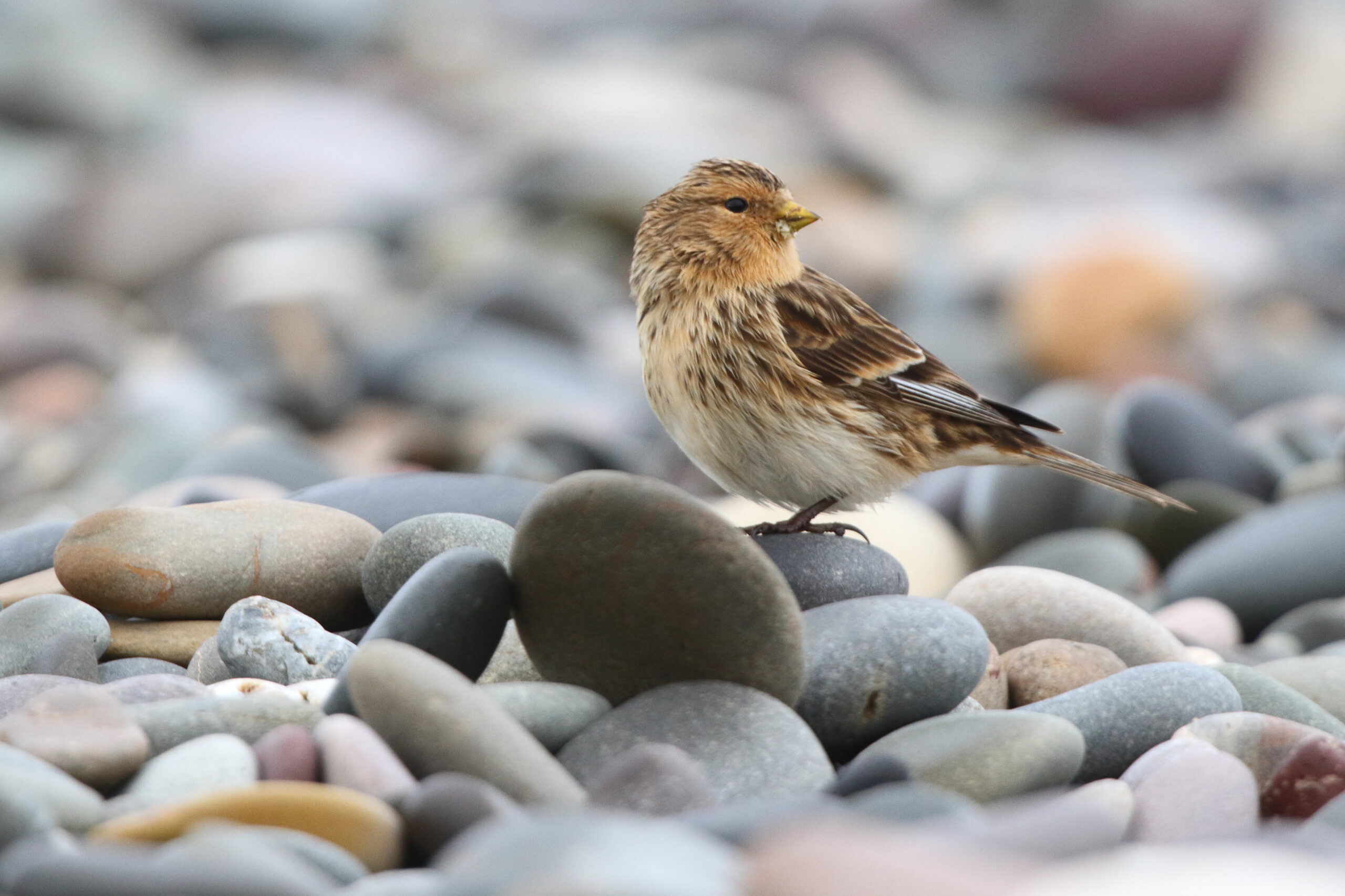 Twite. Isle of Man, October 2018 © Neil G Morris.