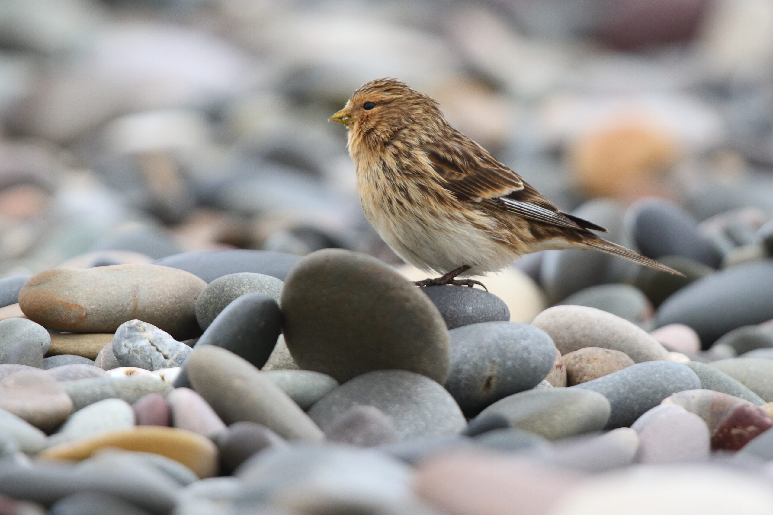 Twite. Isle of Man, October 2018 © Neil G Morris.