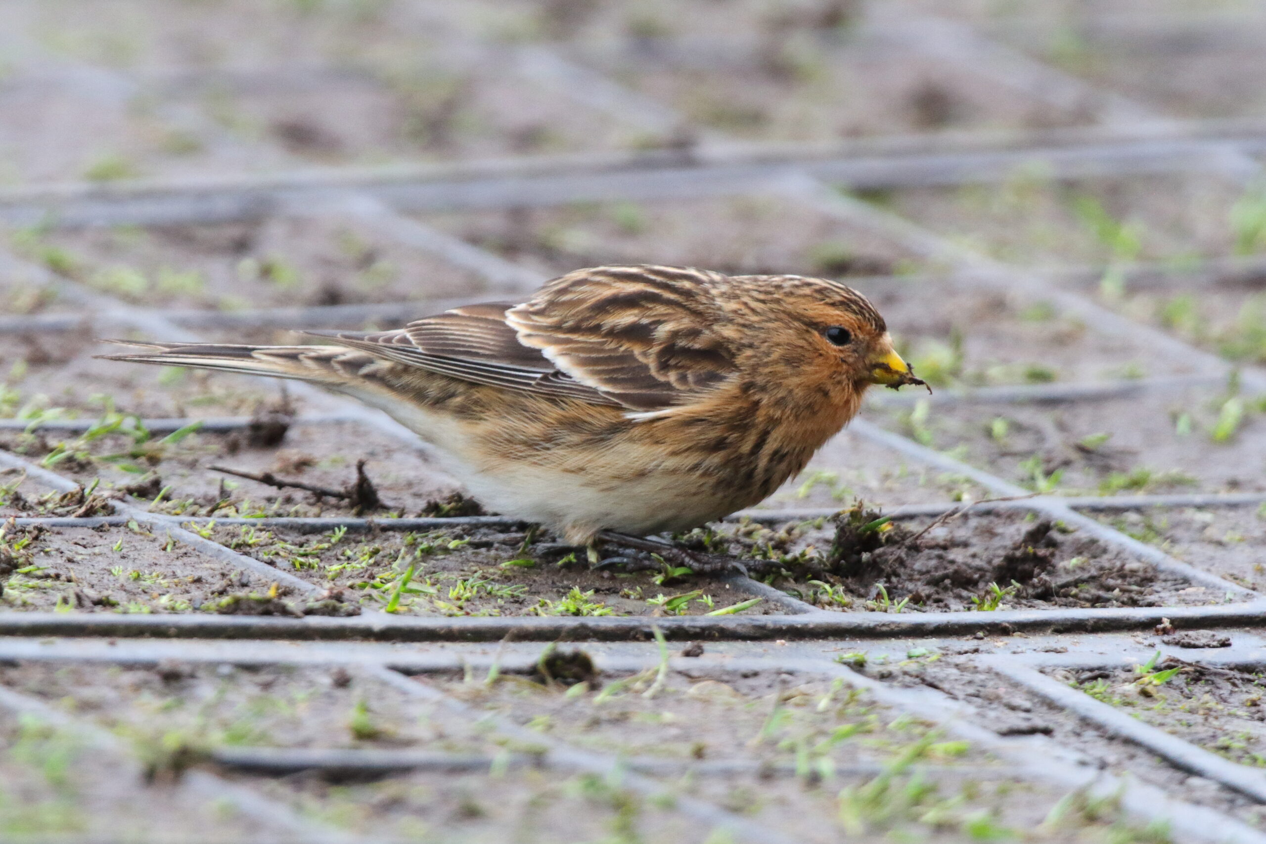 Twite. Isle of Man, December 2018 © Neil G Morris.