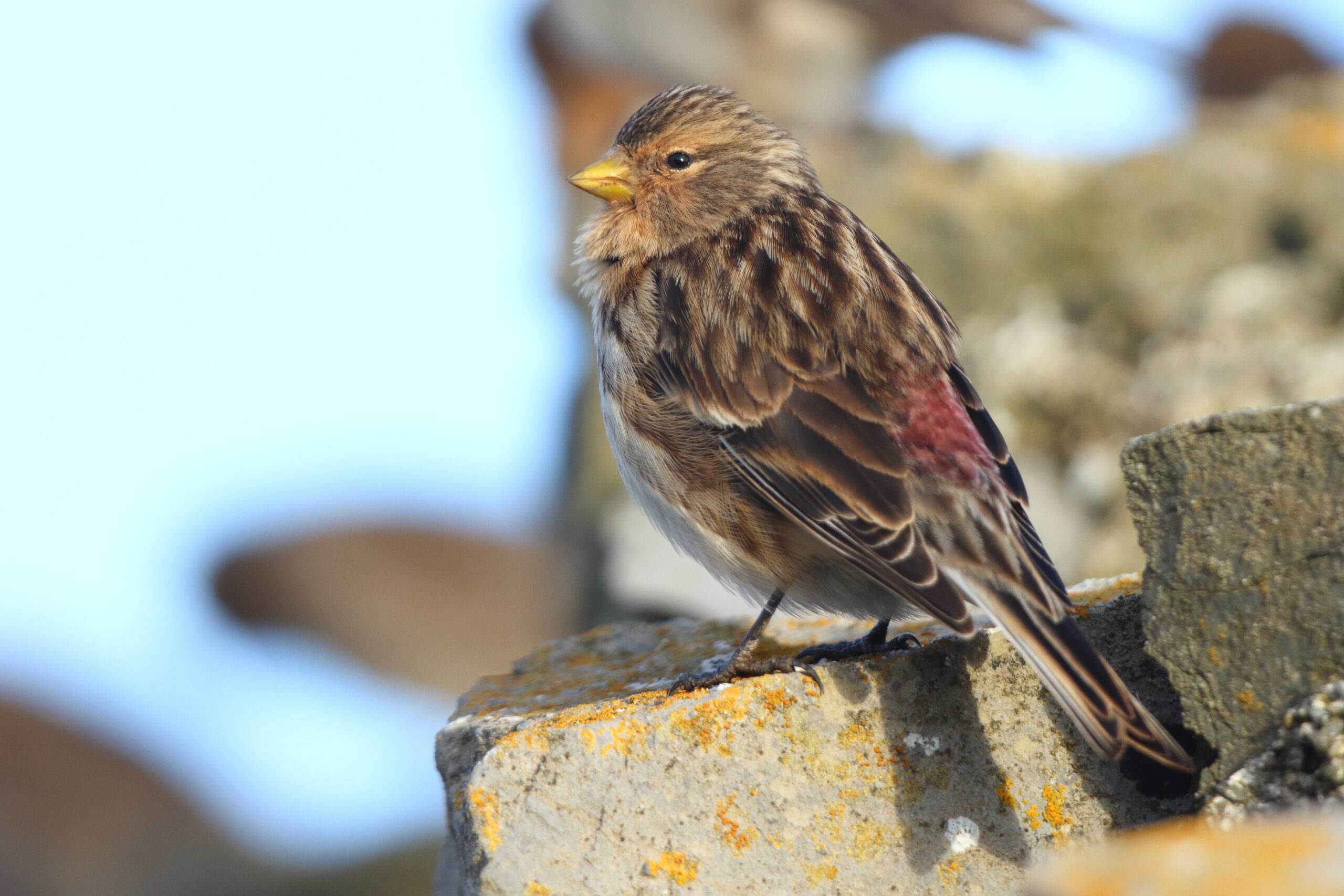 Twite. Isle of Man, December 2020 © Neil G Morris.