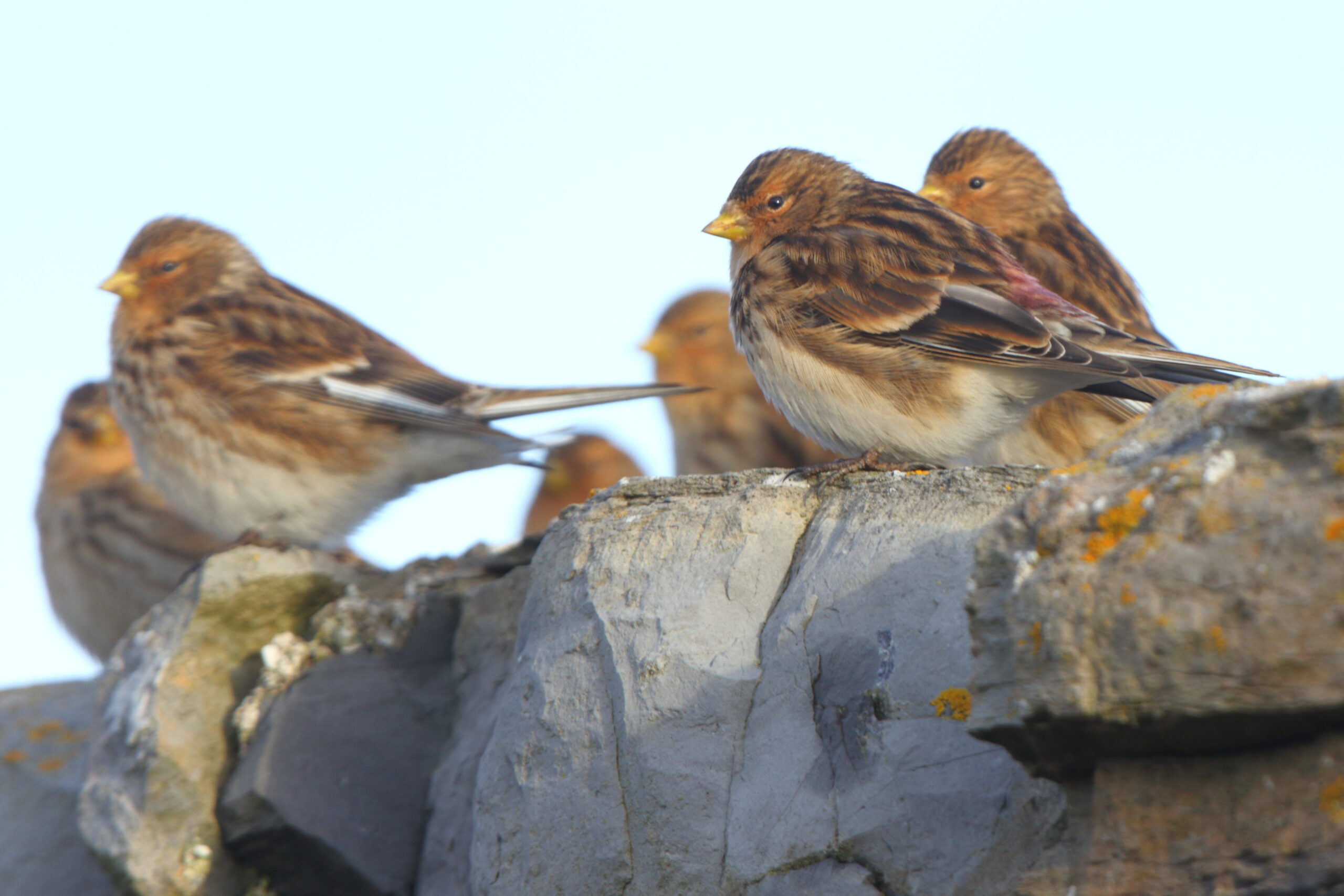 Twite. Isle of Man, December 2020 © Neil G Morris.