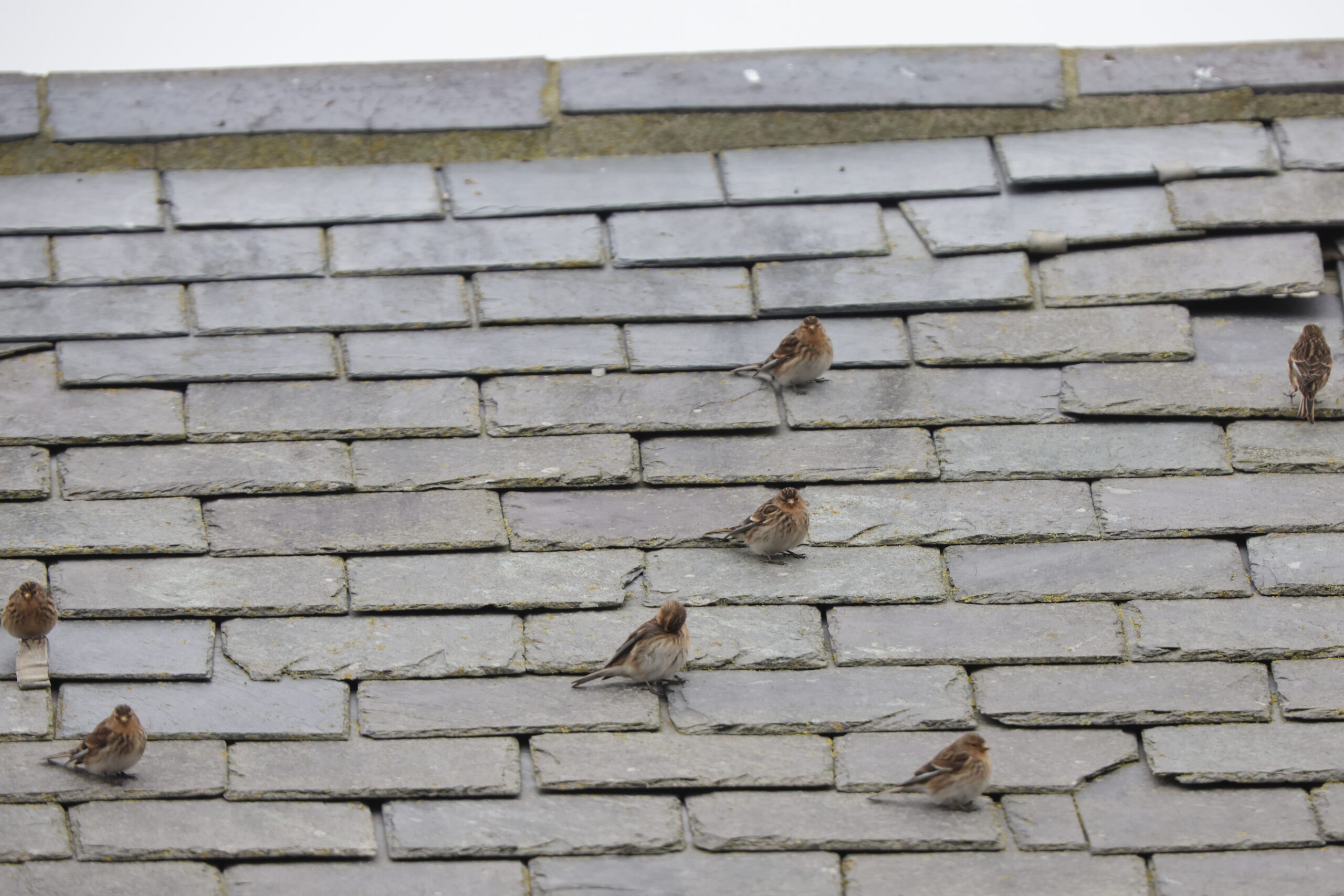 Twite. Isle of Man, January 2024 © Neil G Morris.