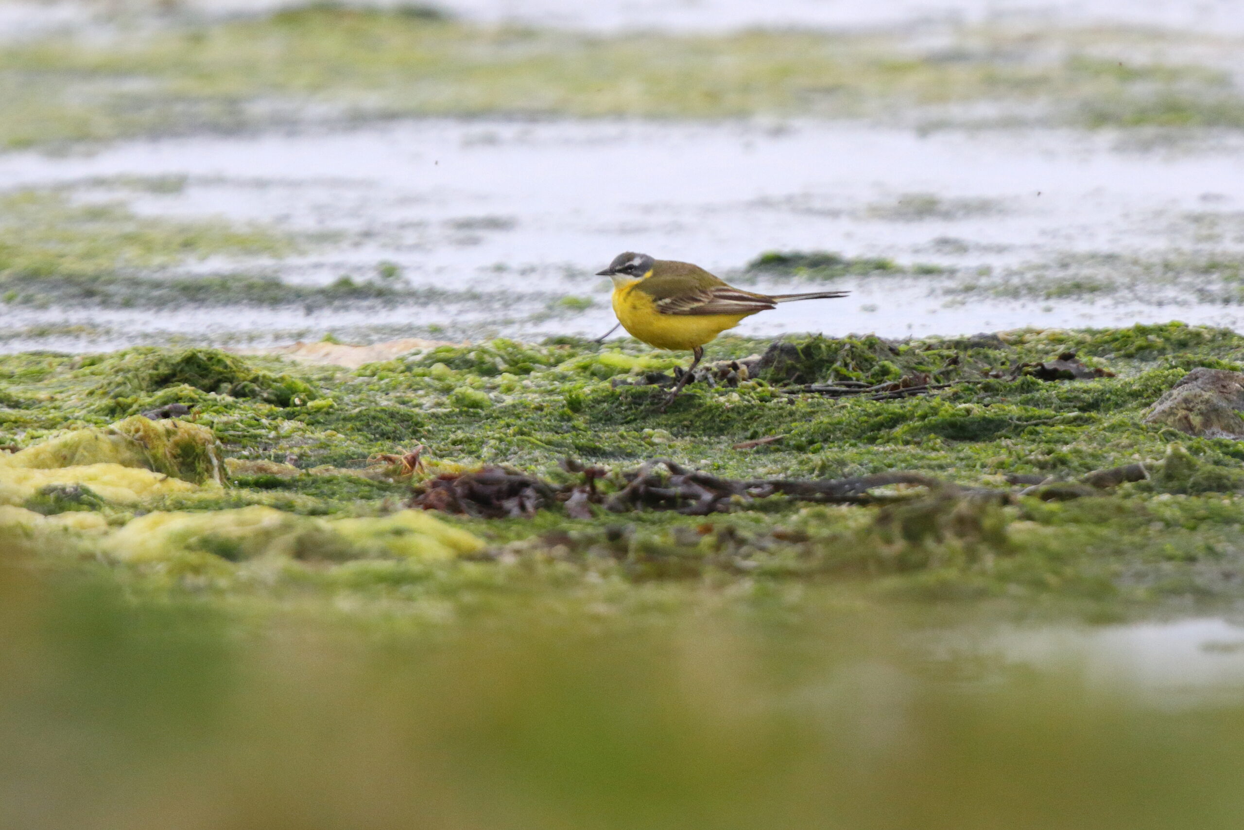 'Blue-headed' Yellow Wagtail. Isle of Man, May 2019 © Neil G Morris.