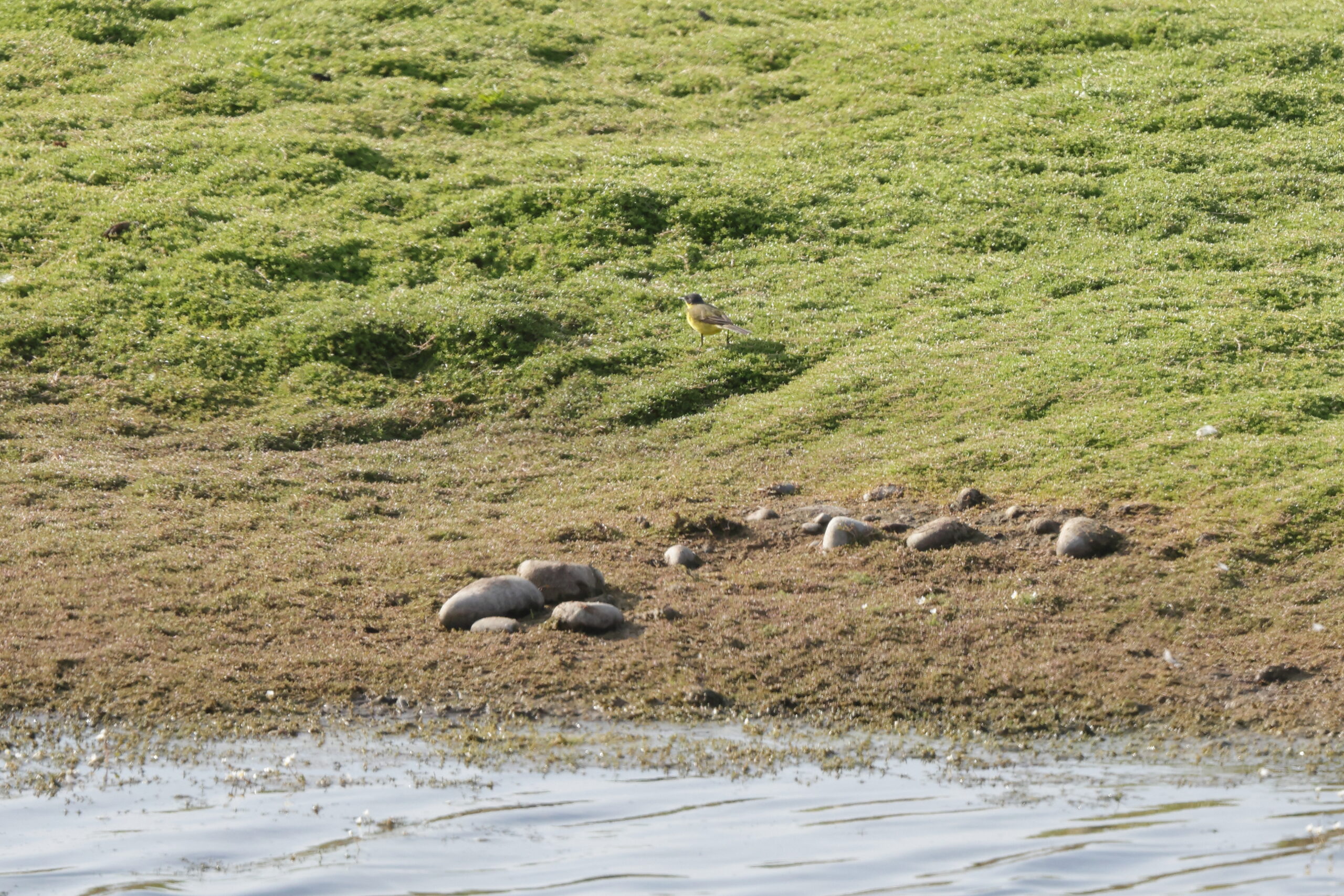 'Ashy-headed' Yellow Wagtail. Isle of Man, June 2023 © Neil G Morris.
