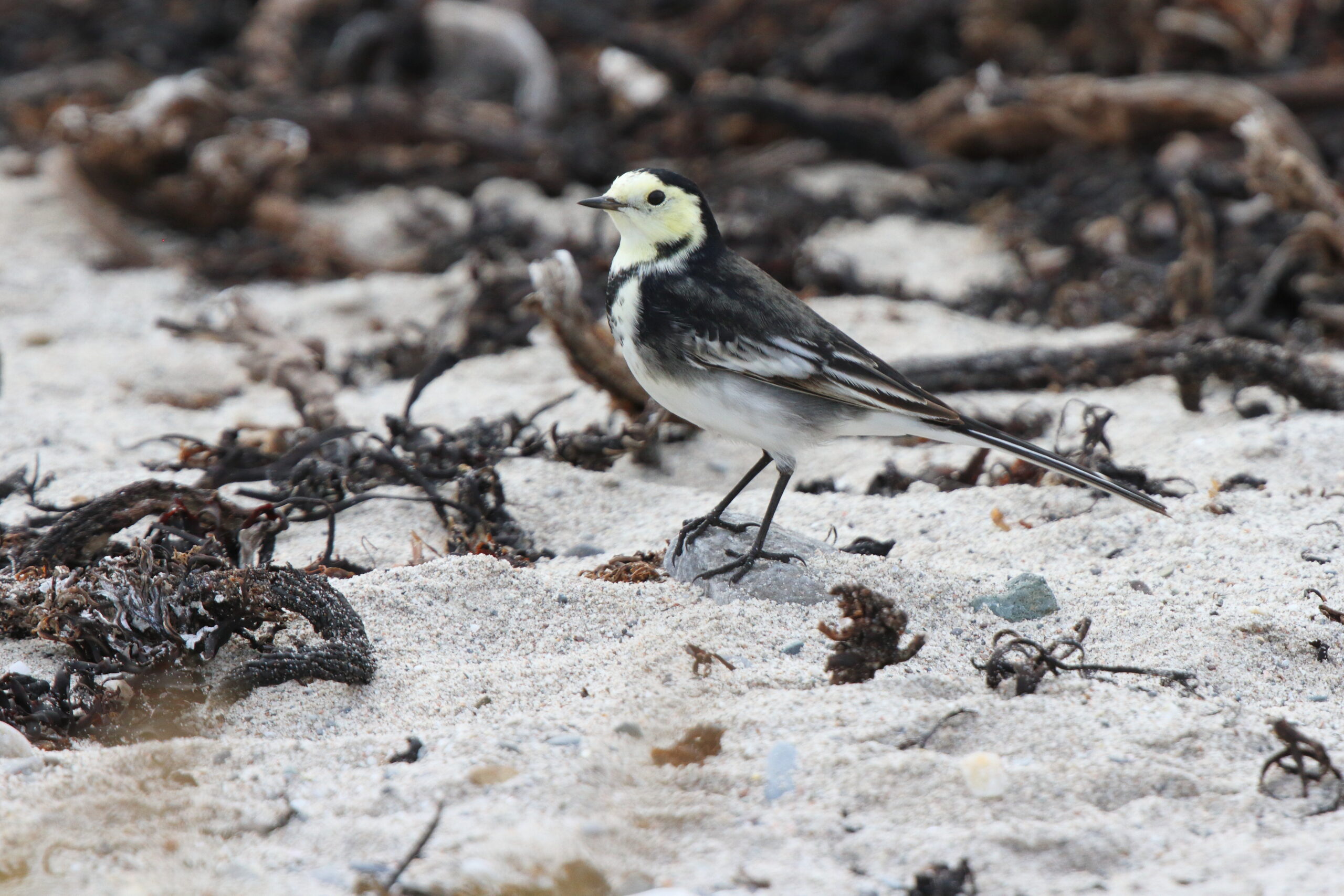 Pied Wagtail. Isle of Man, September 2021 © Neil G Morris.
