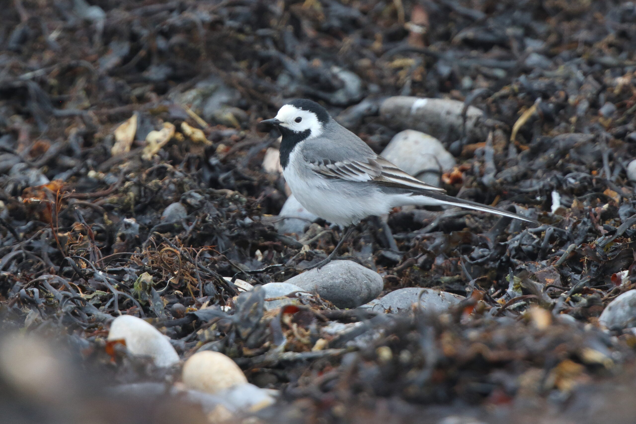 White Wagtail. Isle of Man, March 2020 © Neil G Morris.