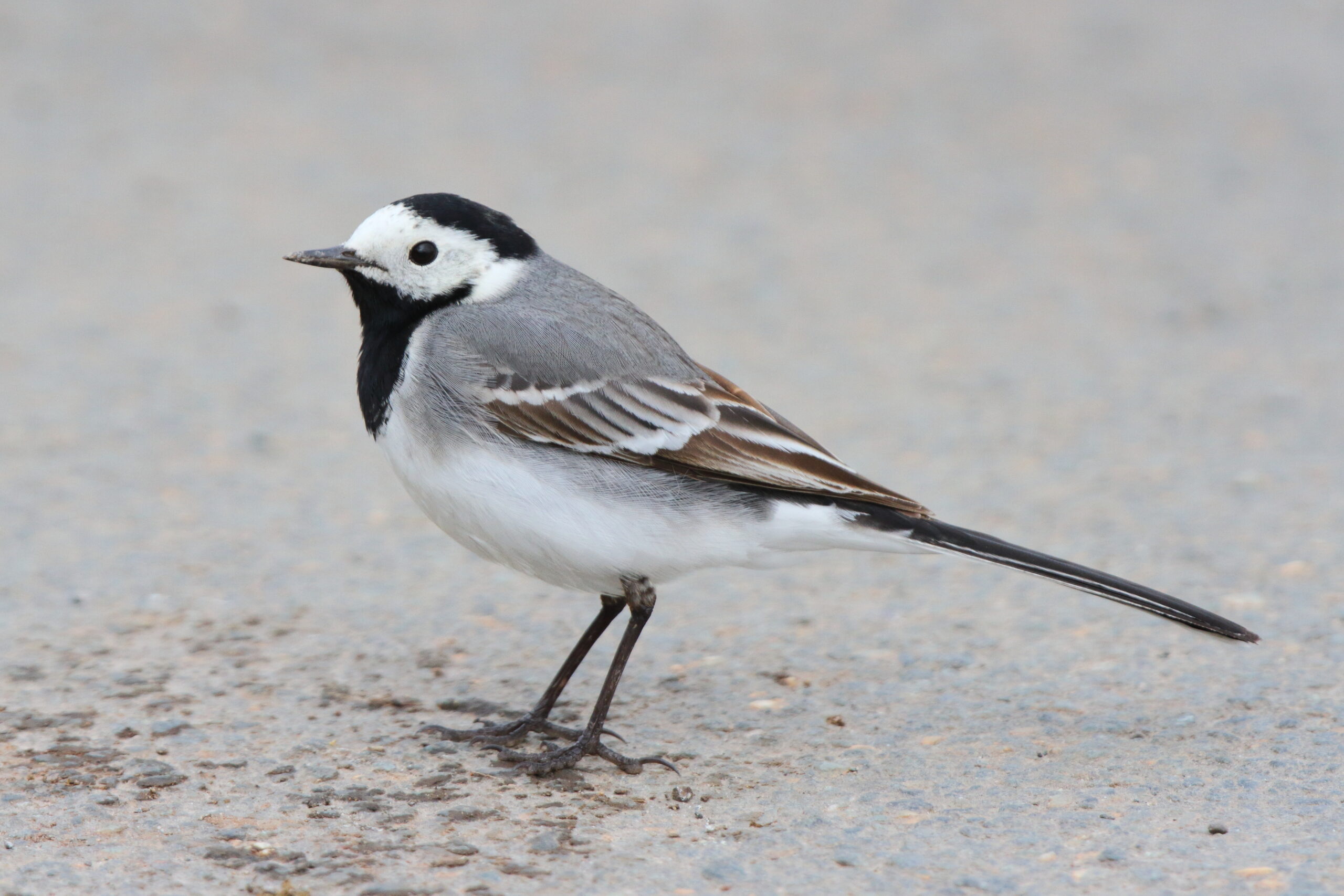 White Wagtail. Isle of Man, May 2021 © Neil G Morris.
