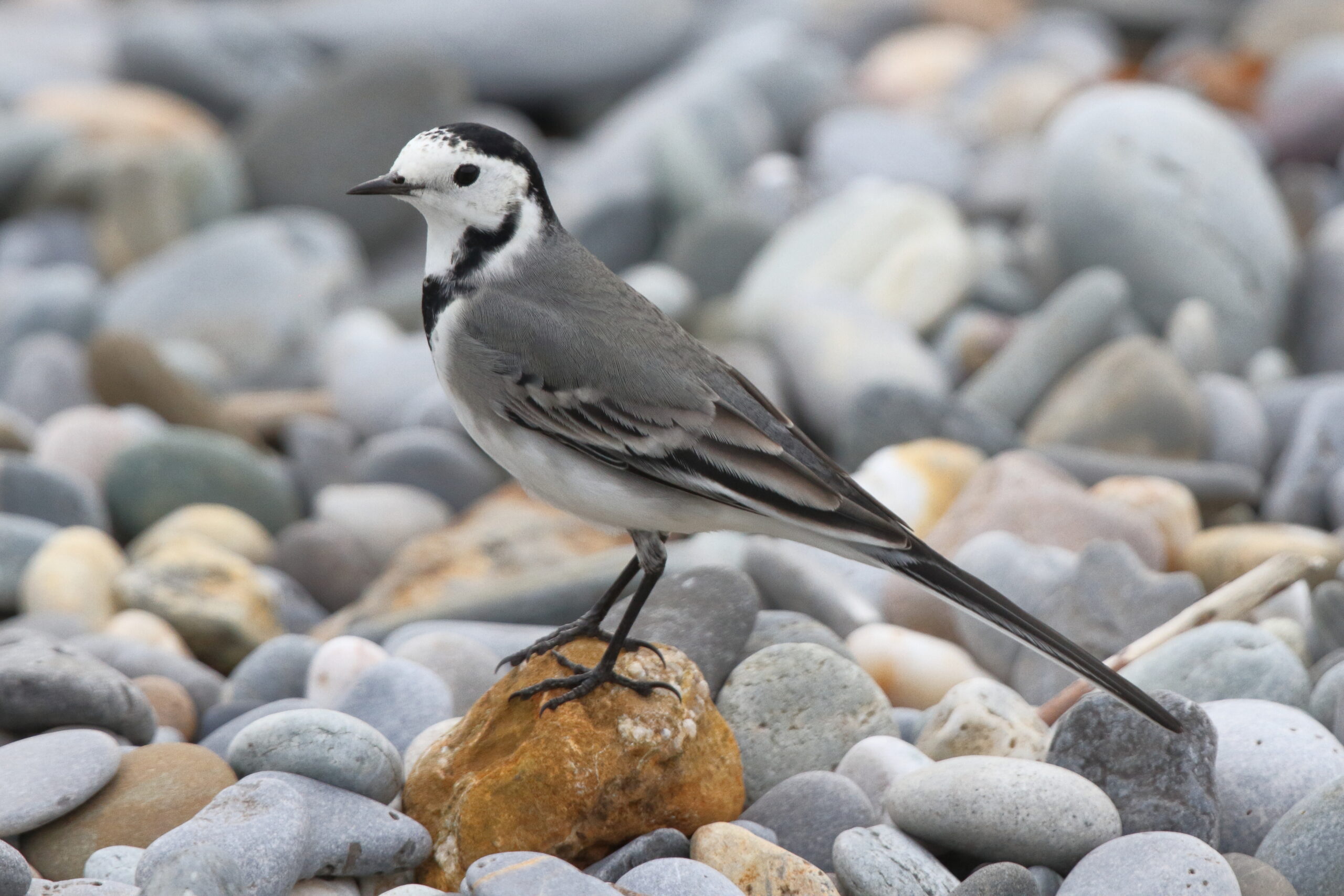 White Wagtail. Isle of Man, August 2019 © Neil G Morris.