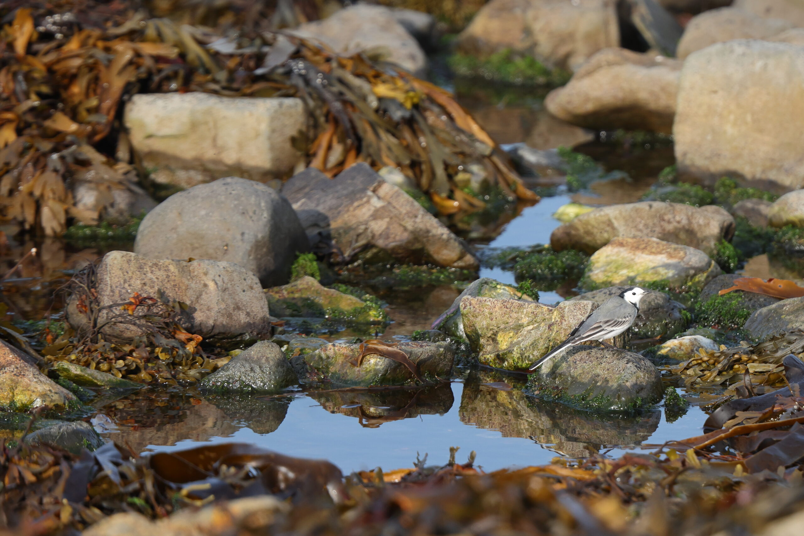 White Wagtail. Isle of Man, September 2023 © Neil G Morris.