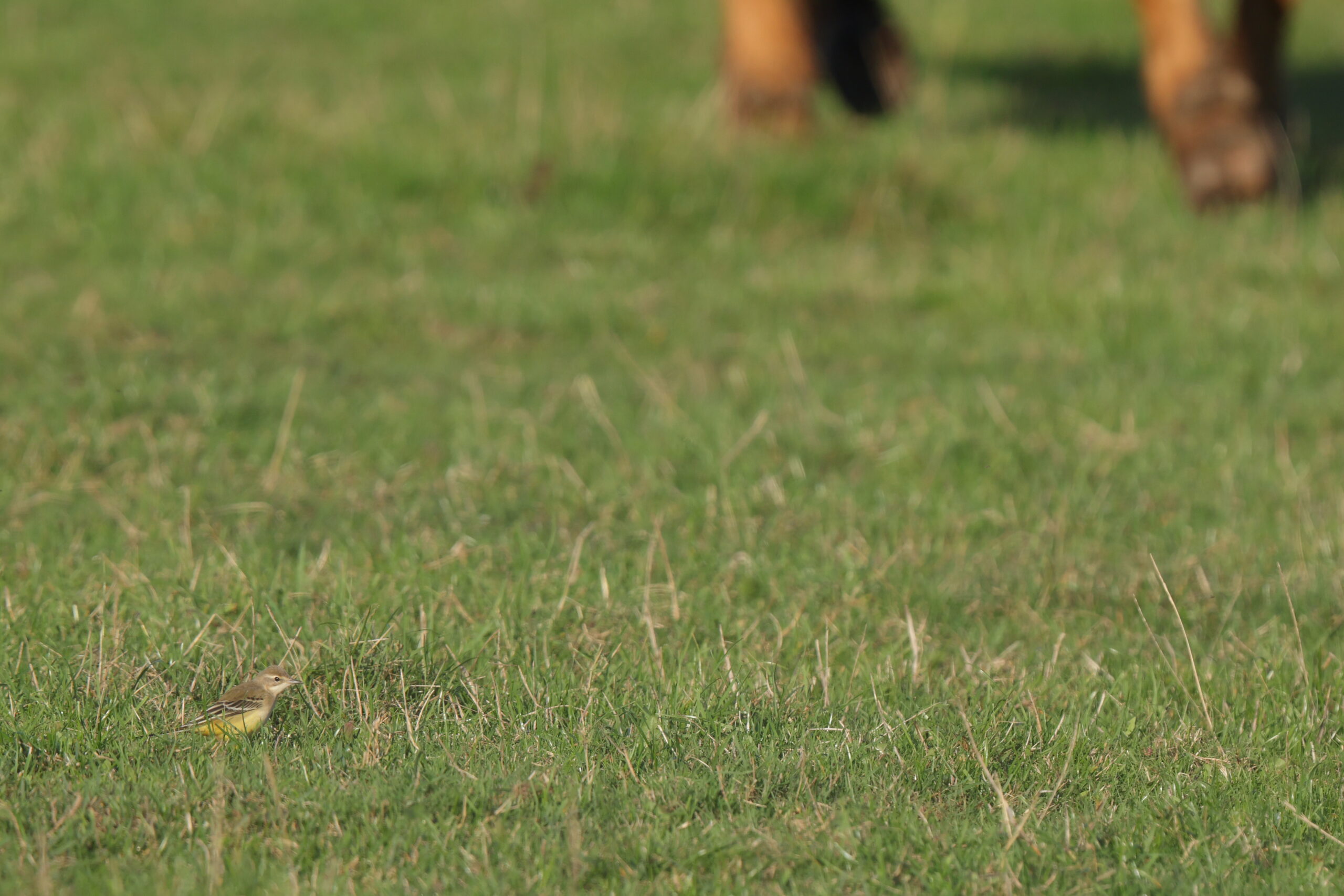 Yellow Wagtail. Isle of Man, September 2022 © Neil G Morris.