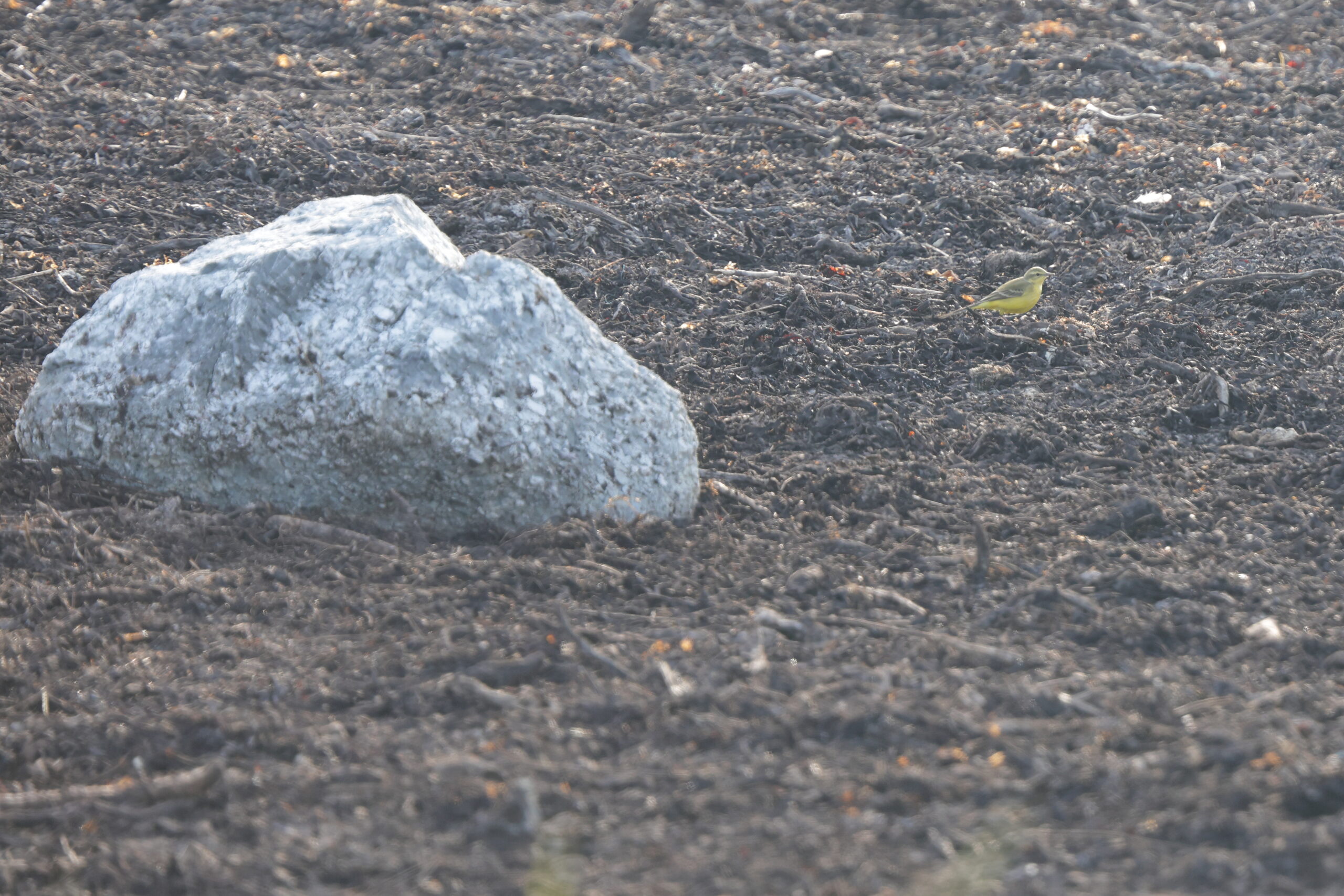 Yellow Wagtail. Isle of Man, May 2023 © Neil G Morris.