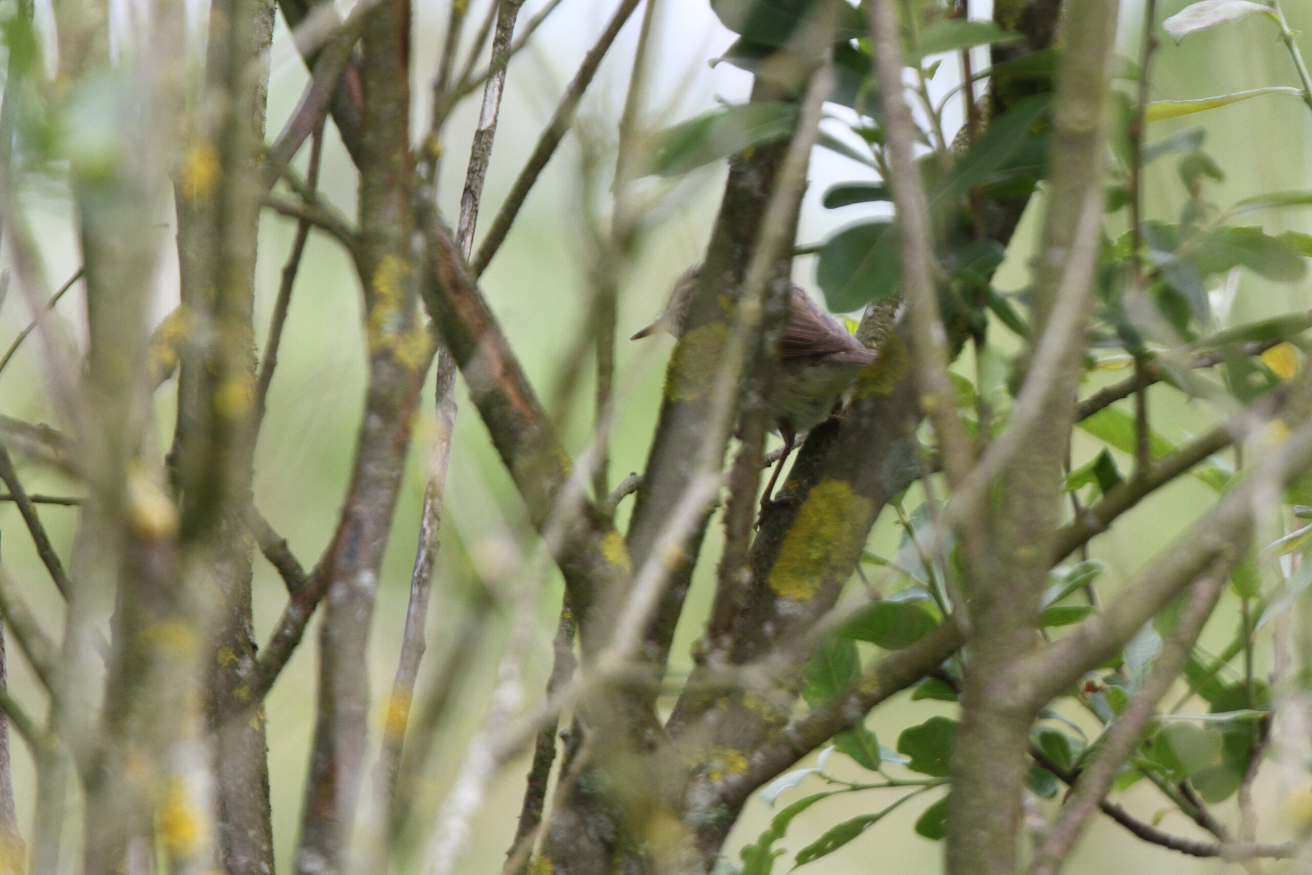 Blyth's Reed Warbler. Isle of Man, June 2022 © Neil G Morris.