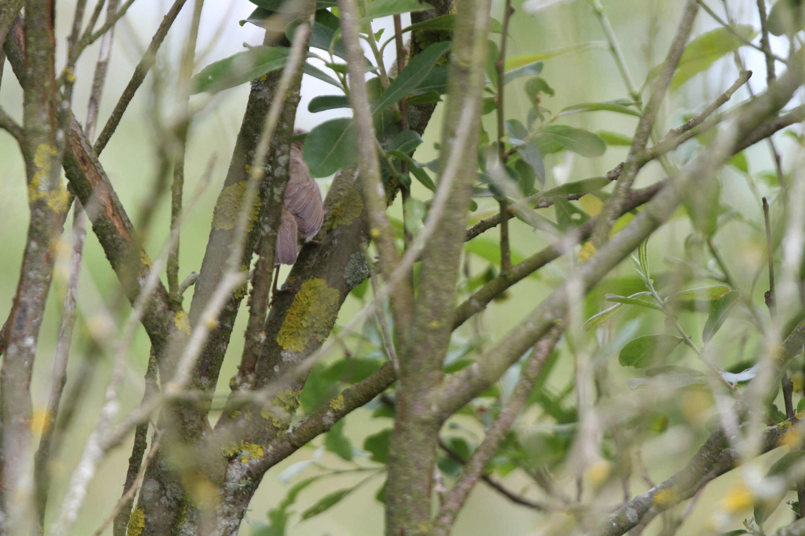 Blyth's Reed Warbler. Isle of Man, June 2022 © Neil G Morris.