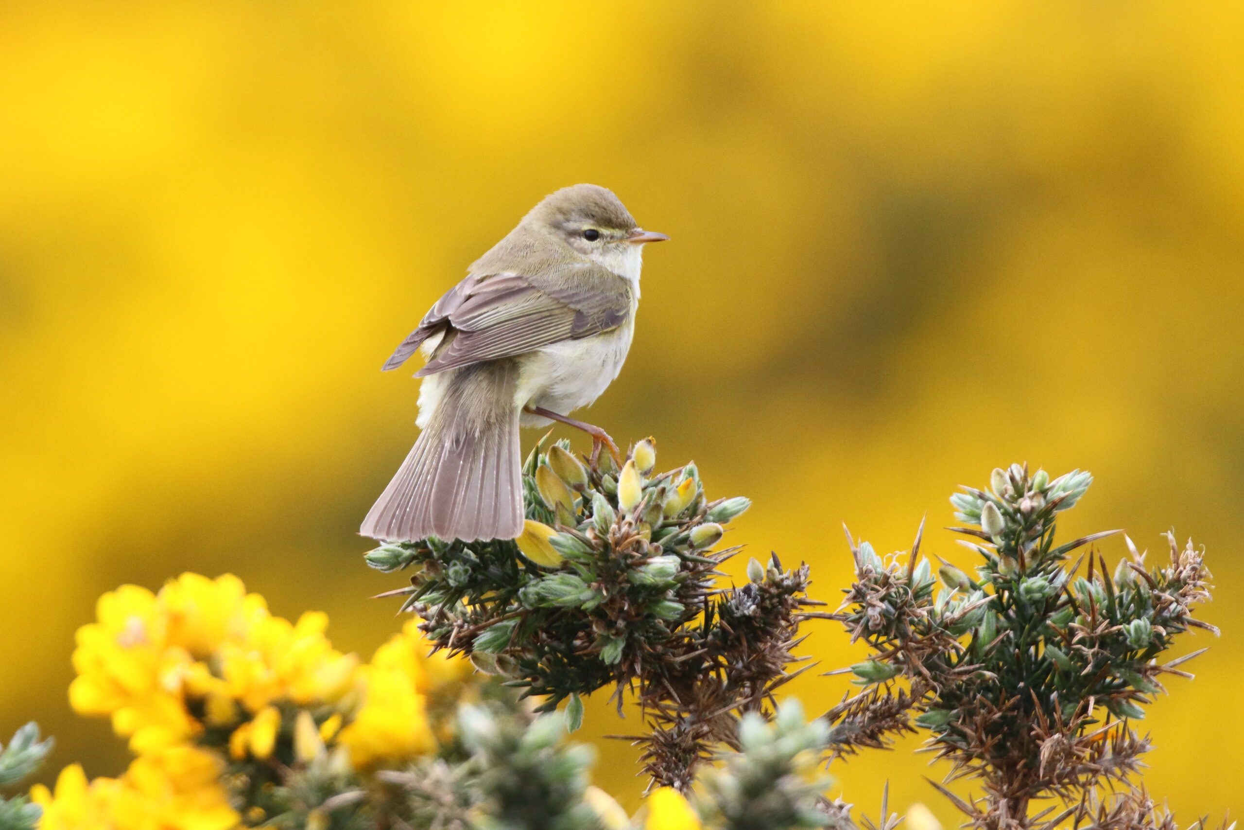 Willow Warbler. Isle of Man, April 2019 © Neil G Morris.